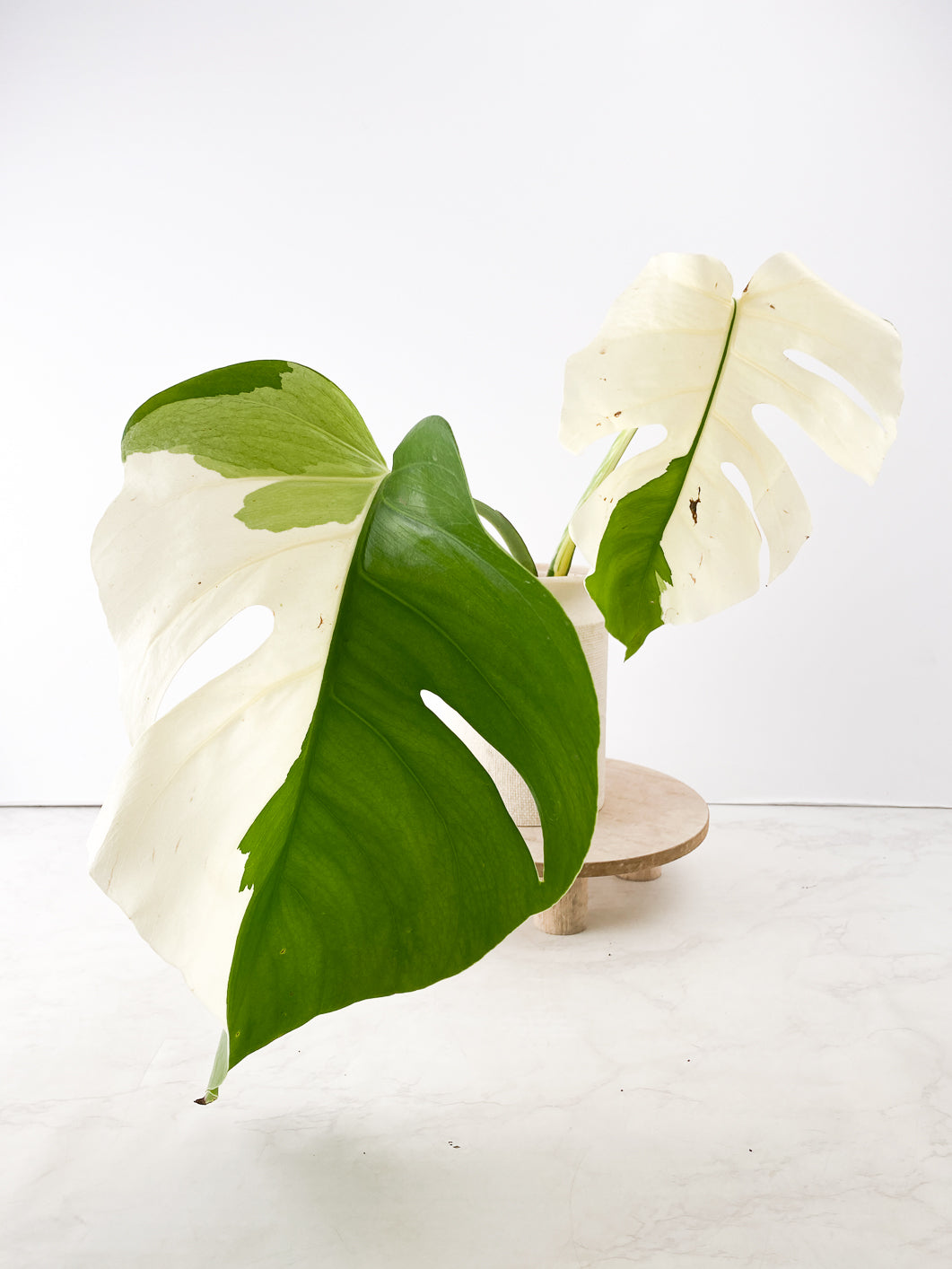 Monstera albo White Tiger Top Cutting 2 leaves