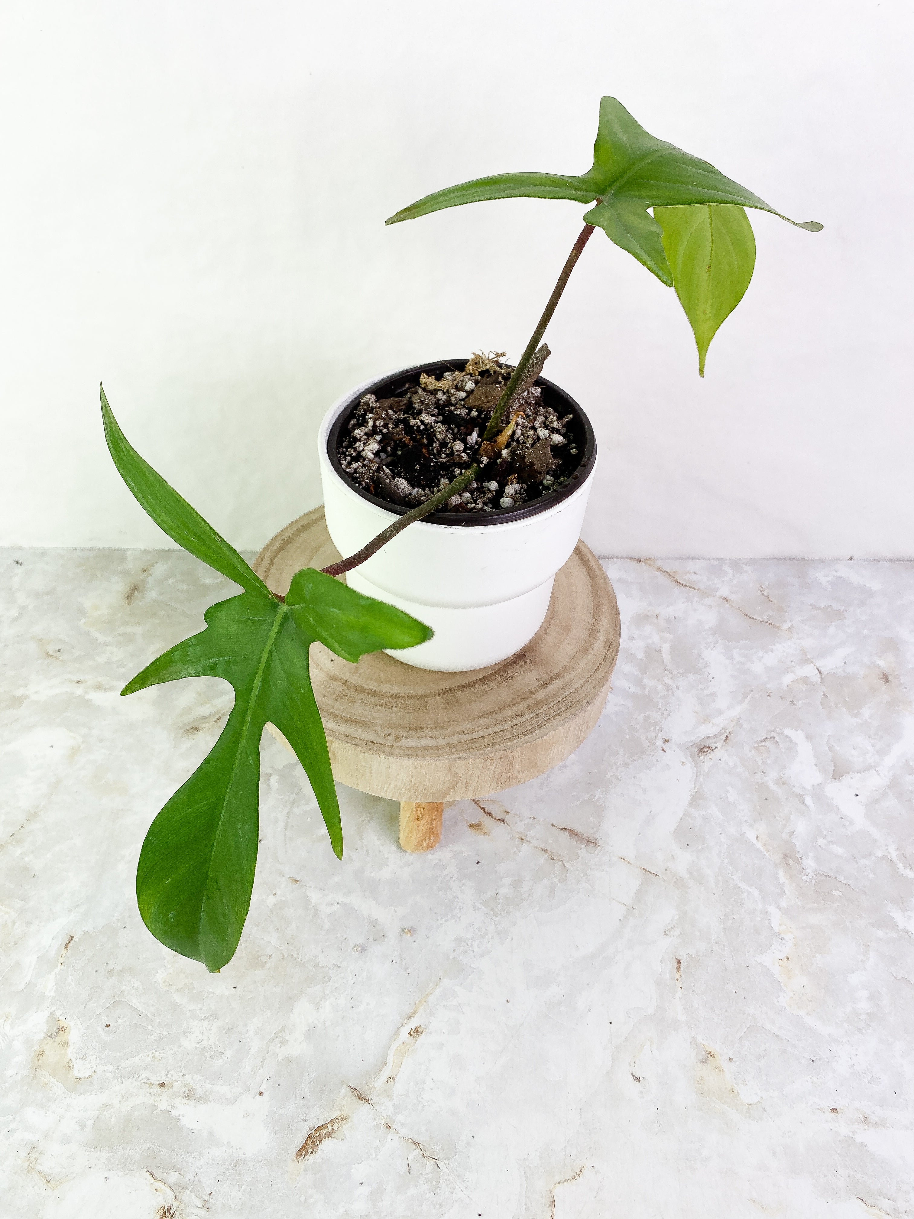 Philodendron Florida Ghost  2 leaves & 1 sprout