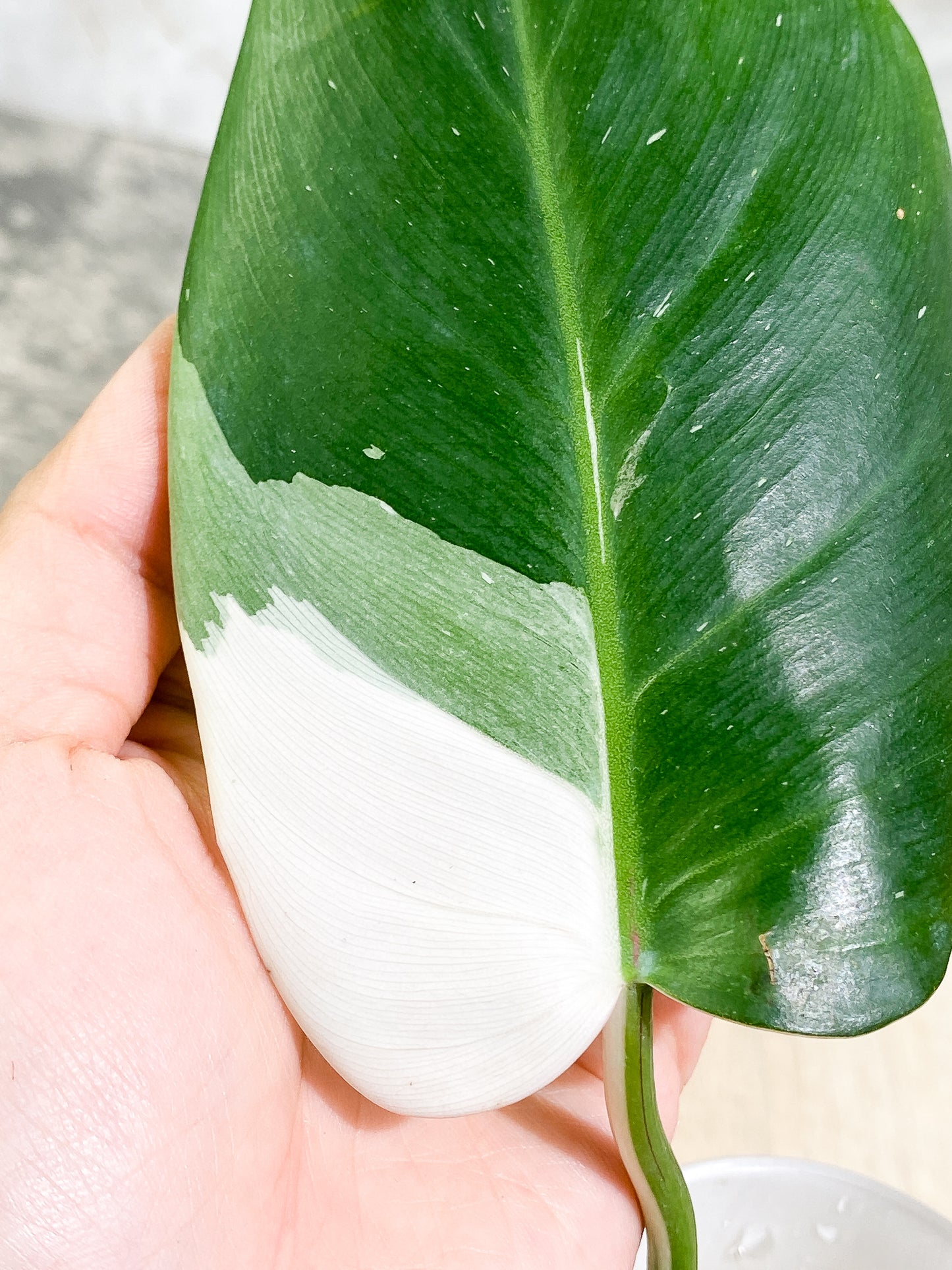 Philodendron White Princess 1 leaf 1 sprout Rooting