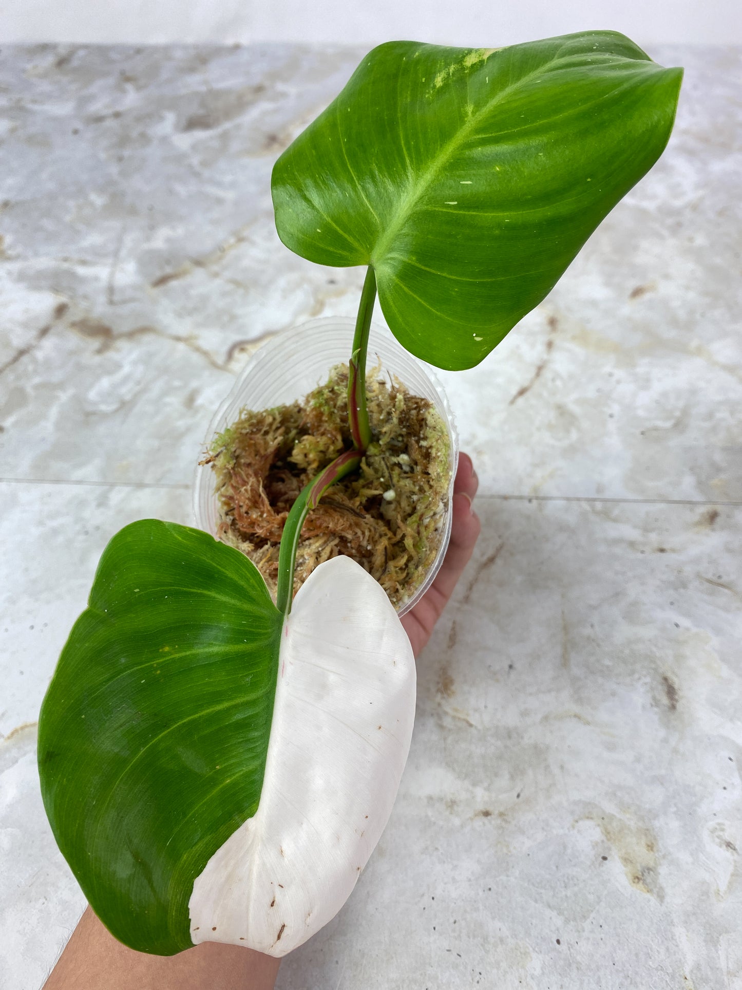 Philodendron  White Wizard Rooting Top cutting 2 leaf, 1 sprout