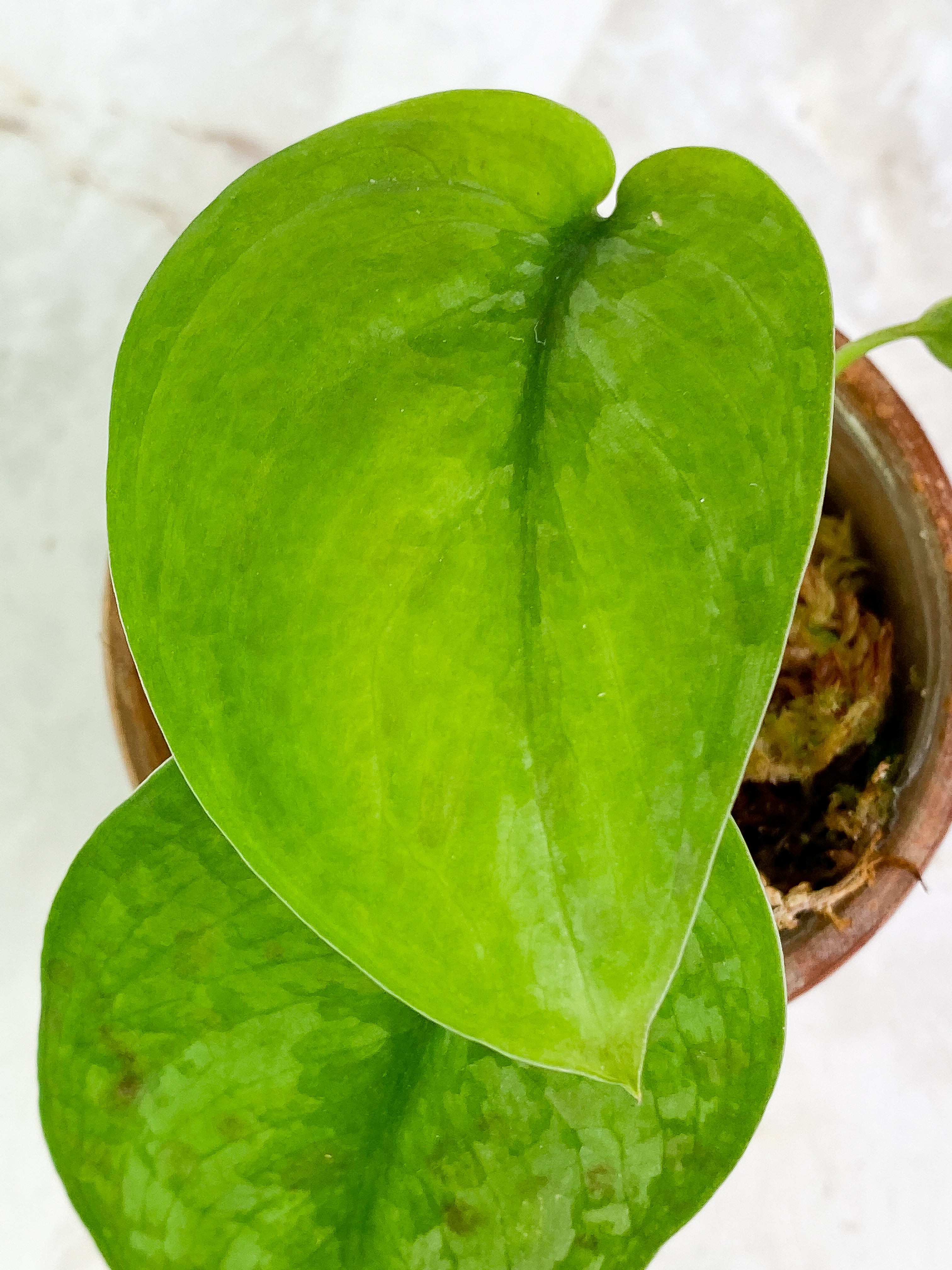 Scindapsus silver cloud  2 leaves, 1 baby leaf & 1 sprout Rooted