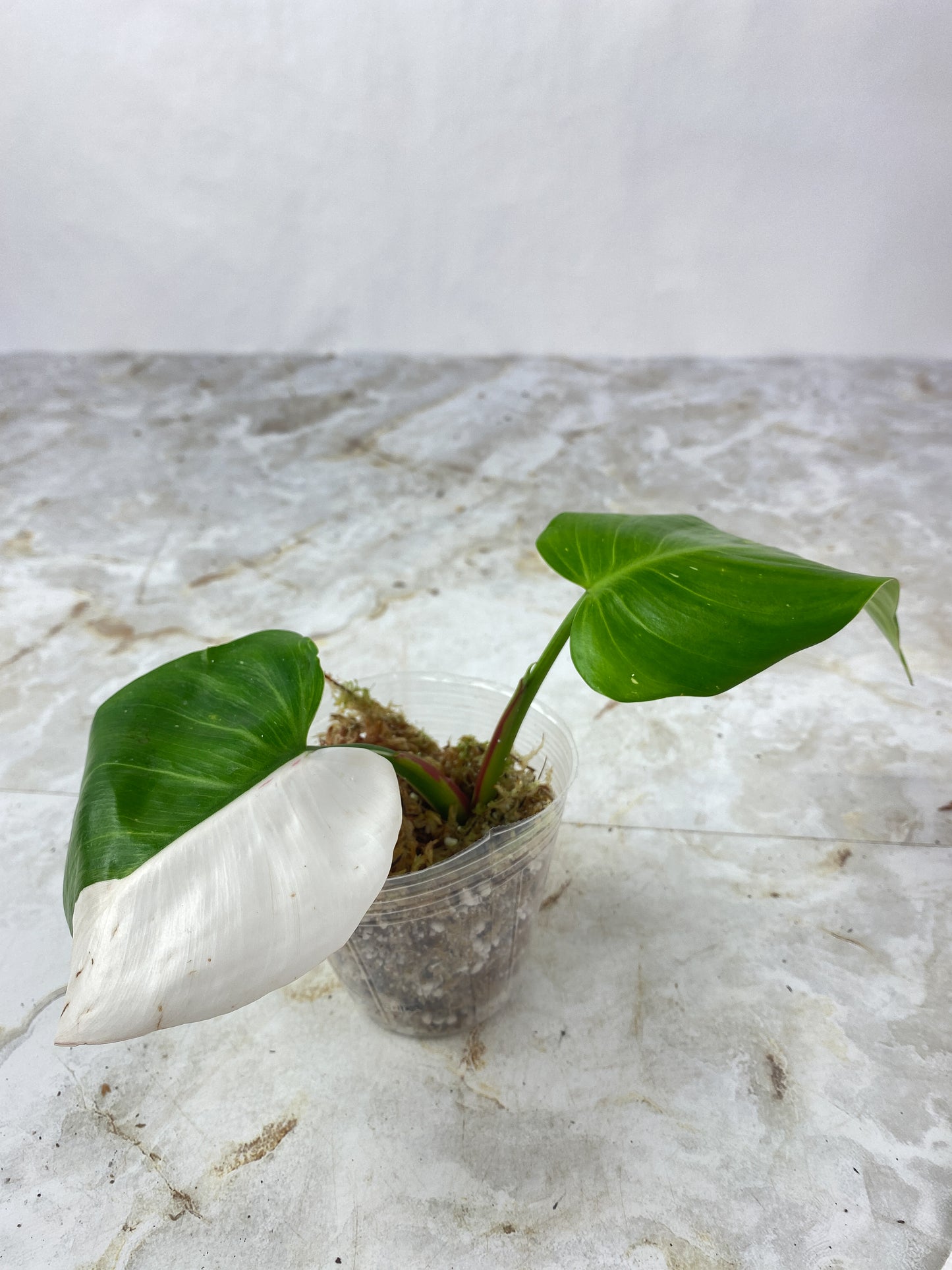 Philodendron  White Wizard Rooting Top cutting 2 leaf, 1 sprout