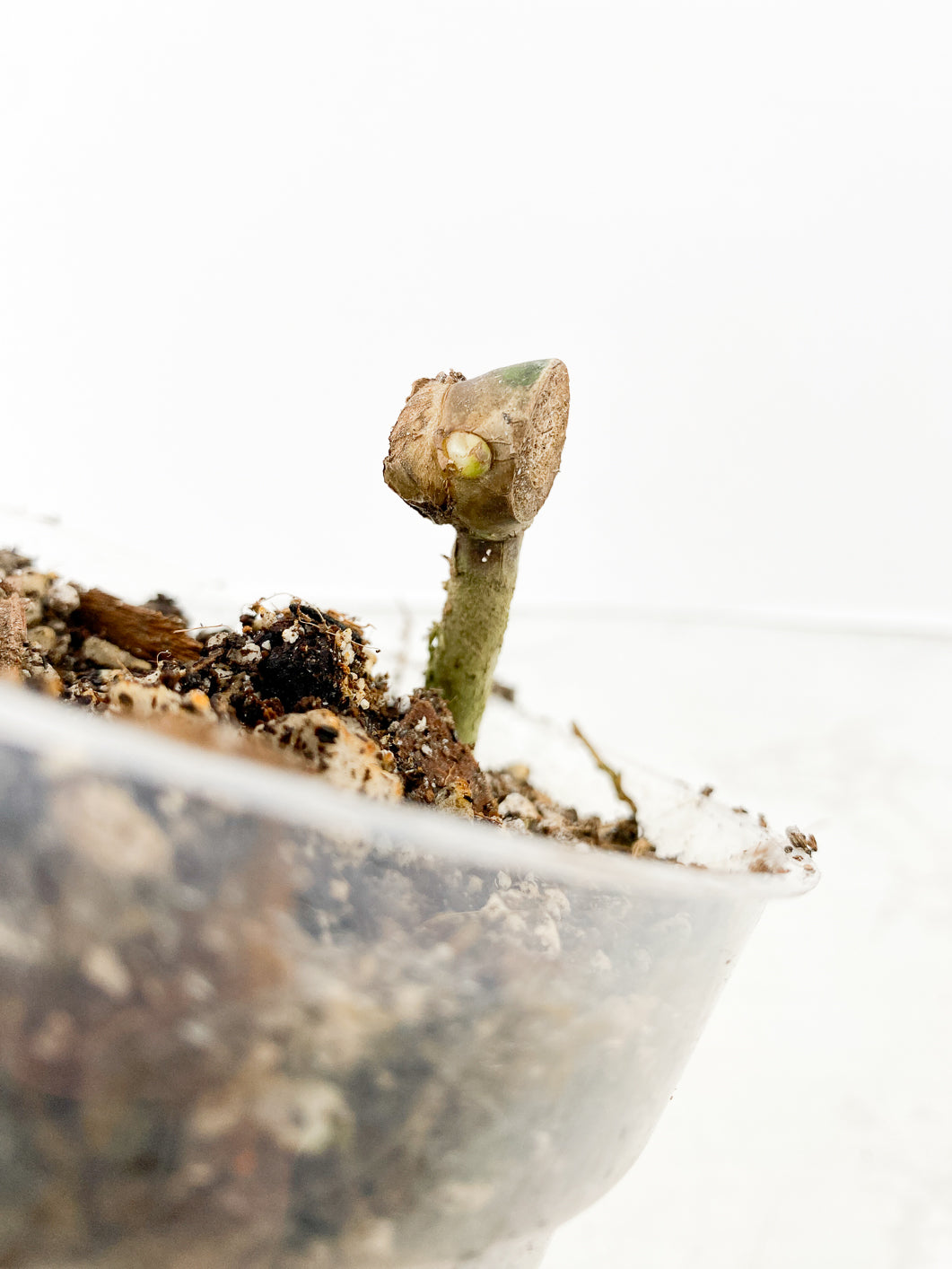 Monstera Burle Marx Flame Slightly Rooted node 1 growing bud