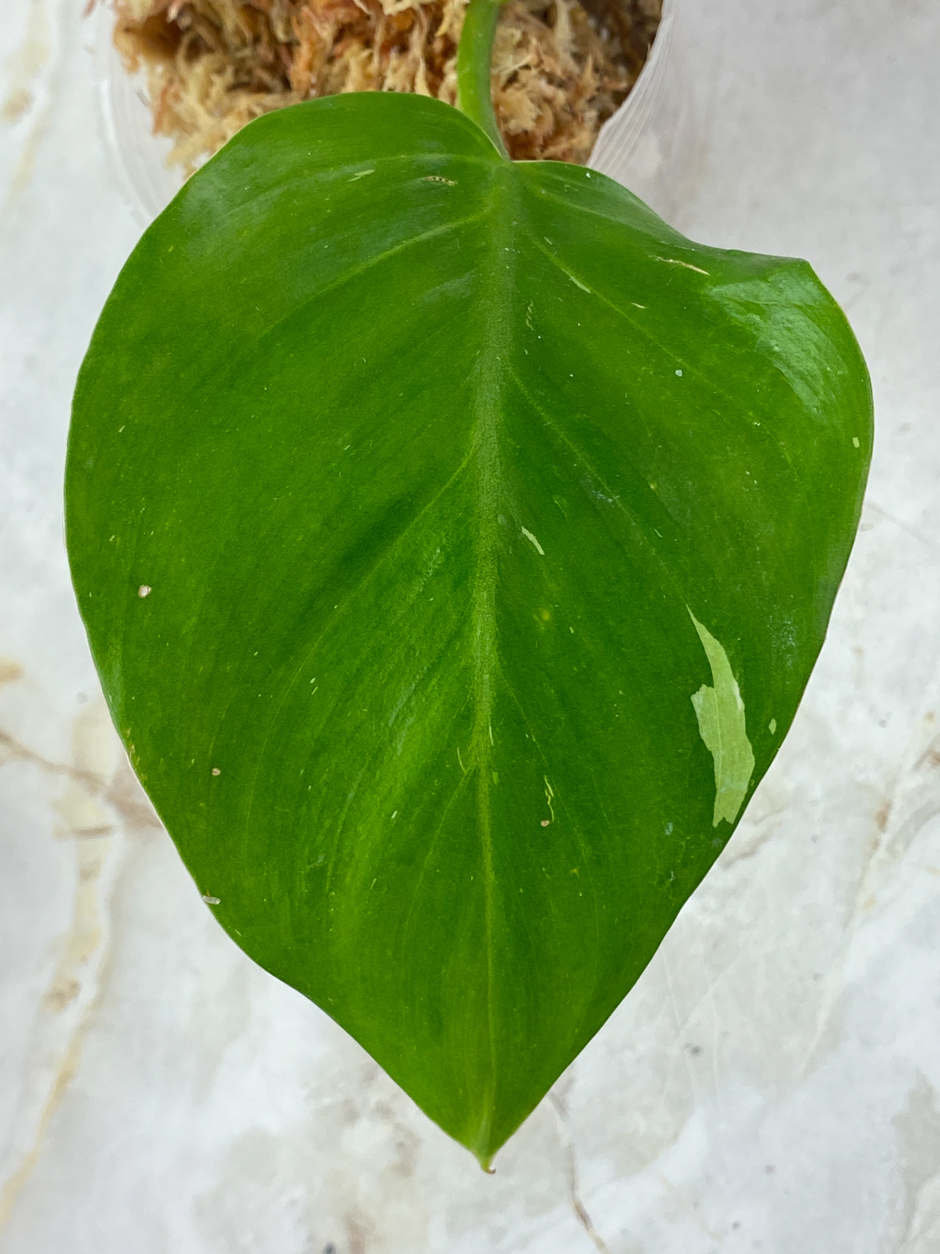 Philodendron  White Princess Slightly Rooted 1 leaf