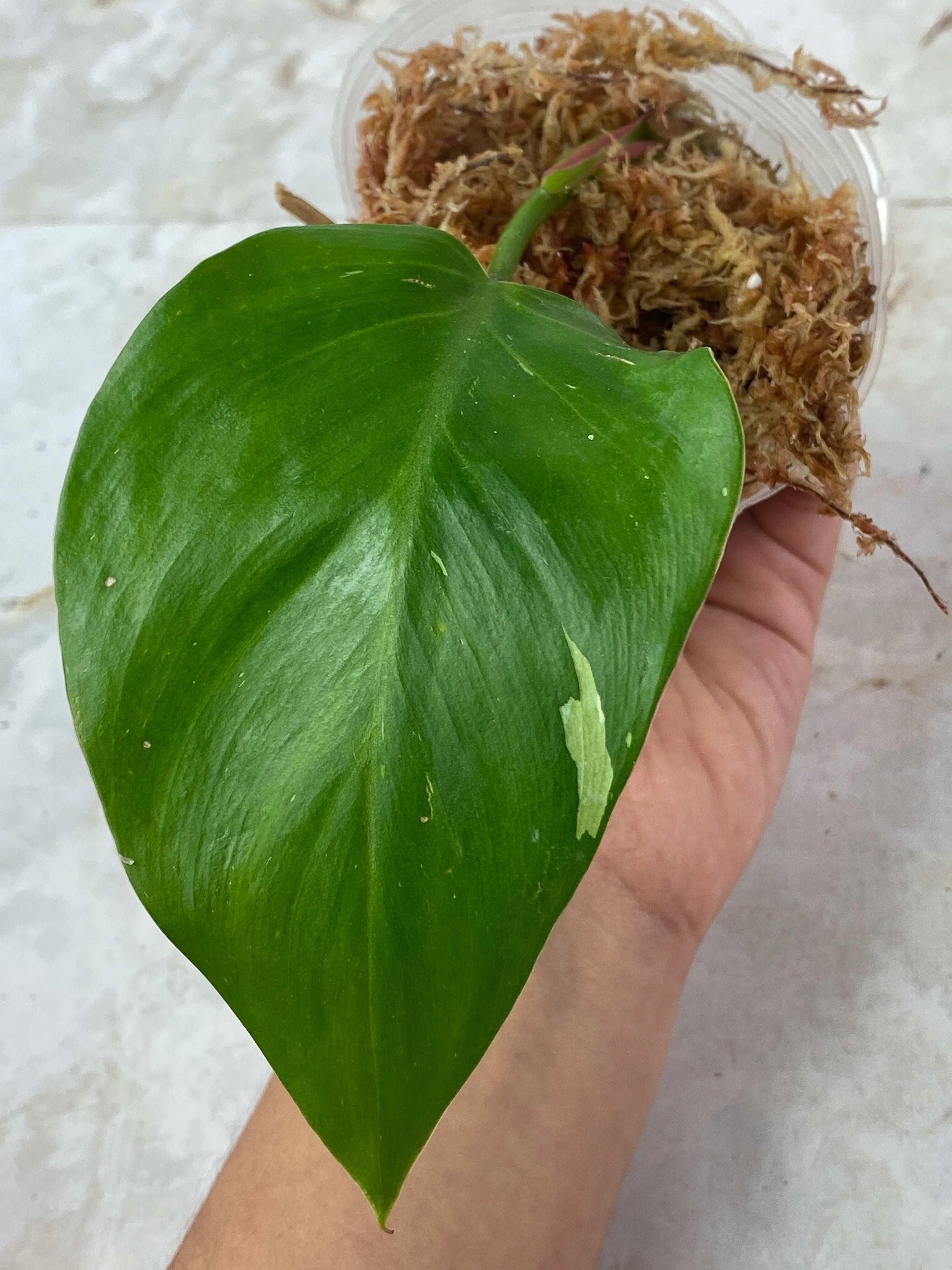 Philodendron  White Princess Slightly Rooted 1 leaf