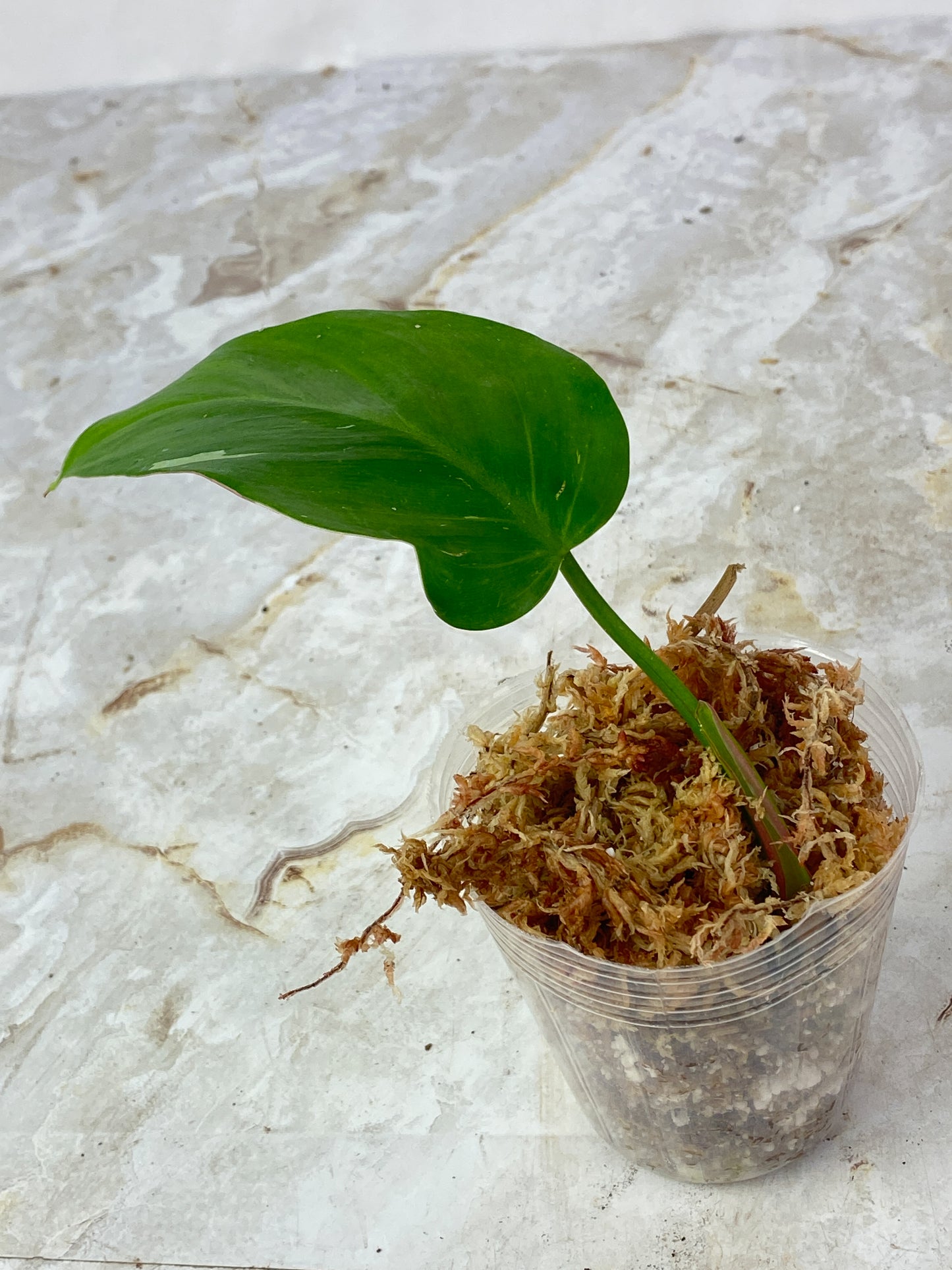 Philodendron  White Princess Slightly Rooted 1 leaf