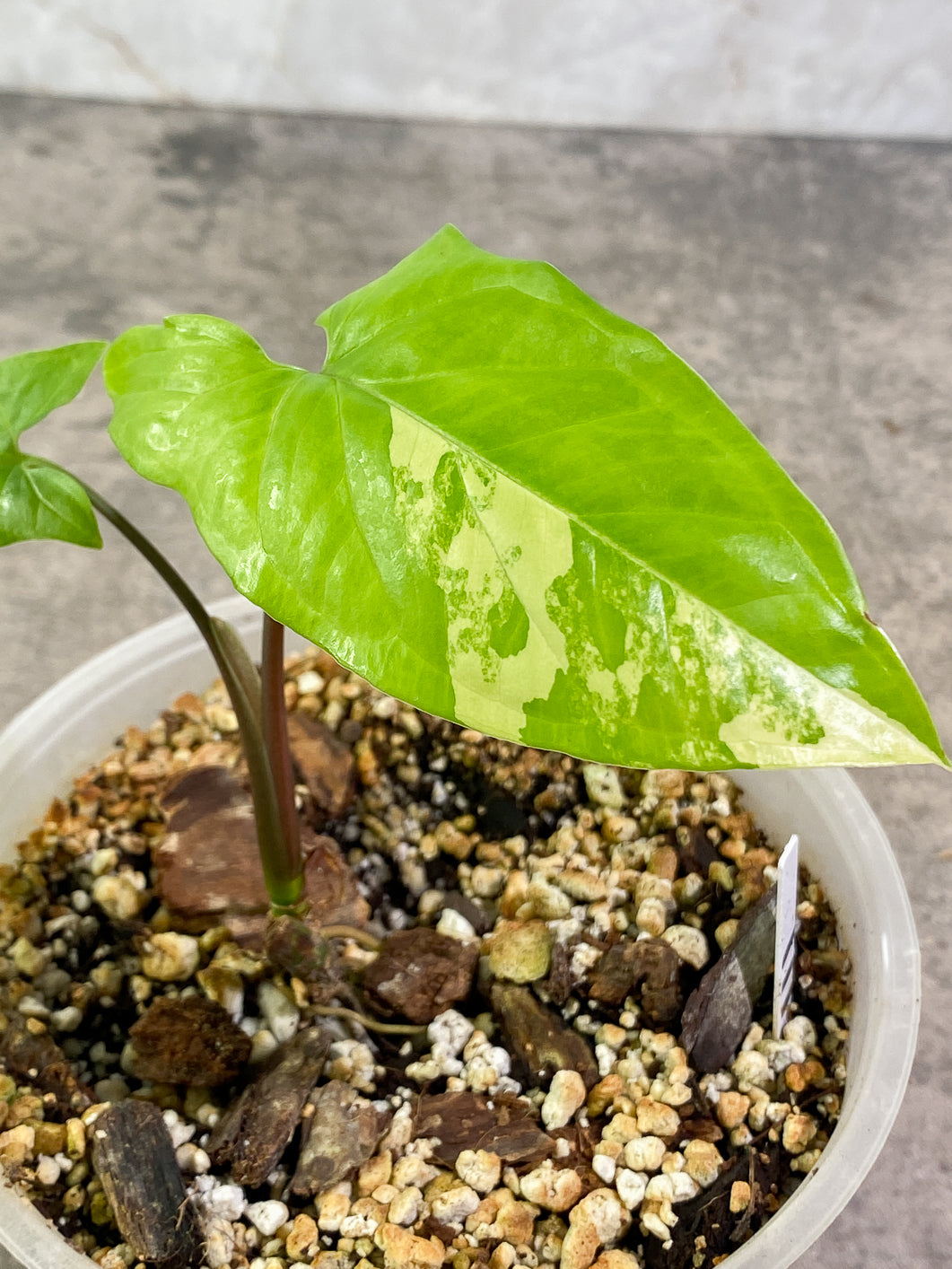 $5 Add-on Deal: Syngonium Aurea 2 leaves rooted