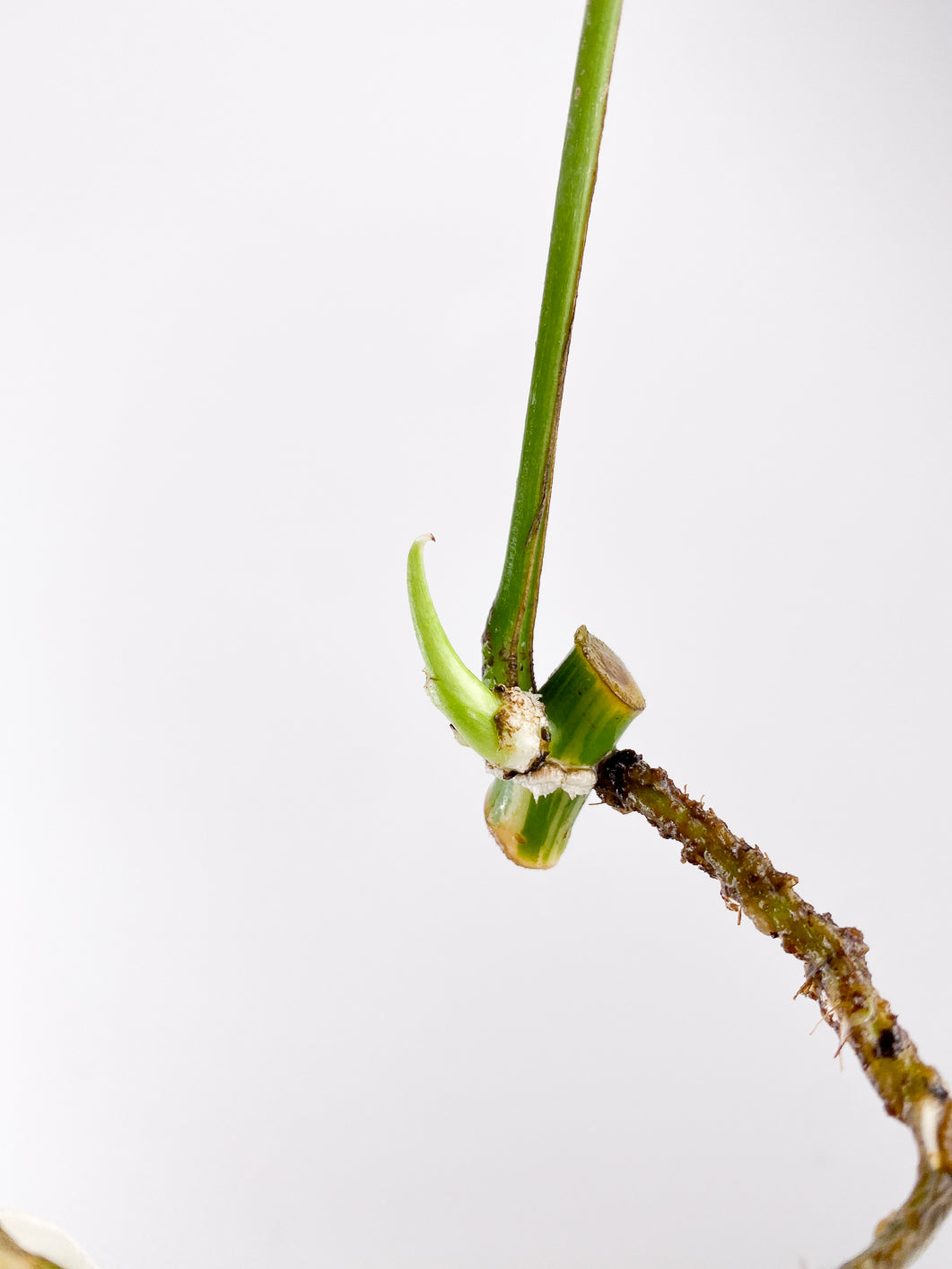 Rhaphidophora tetrasperma variegated