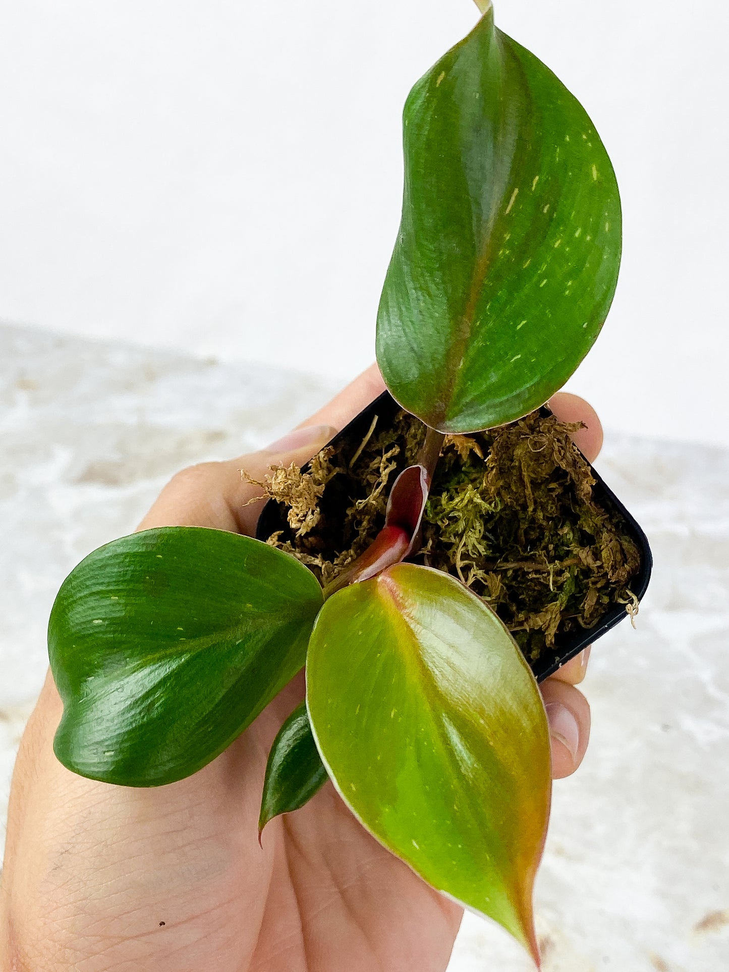 Philodendron  White Knight Tricolor Slightly Rooted 4 leaves