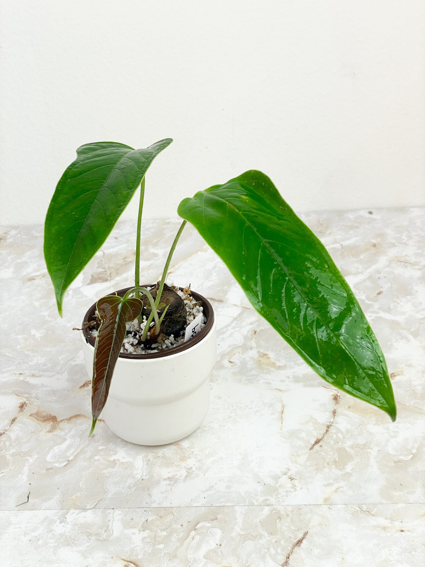Anthurium furcatum rooted 3 leaves and 1 sprout