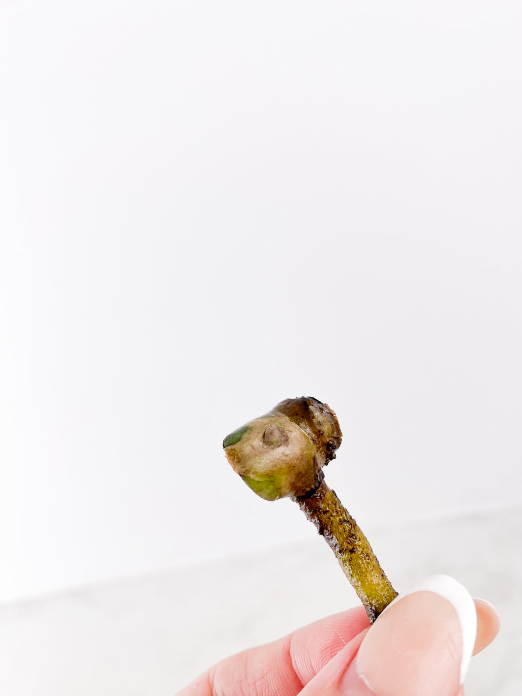 Monstera Burle Marx Flame single node