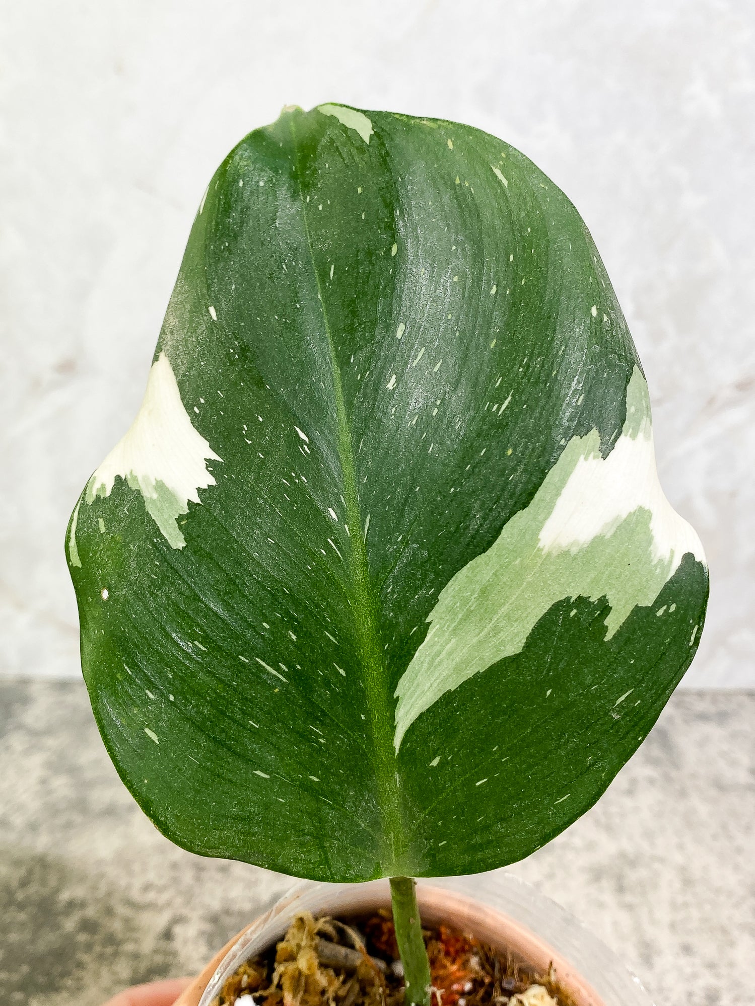 Philodendron White Wizard 1 leaf double node Rooting