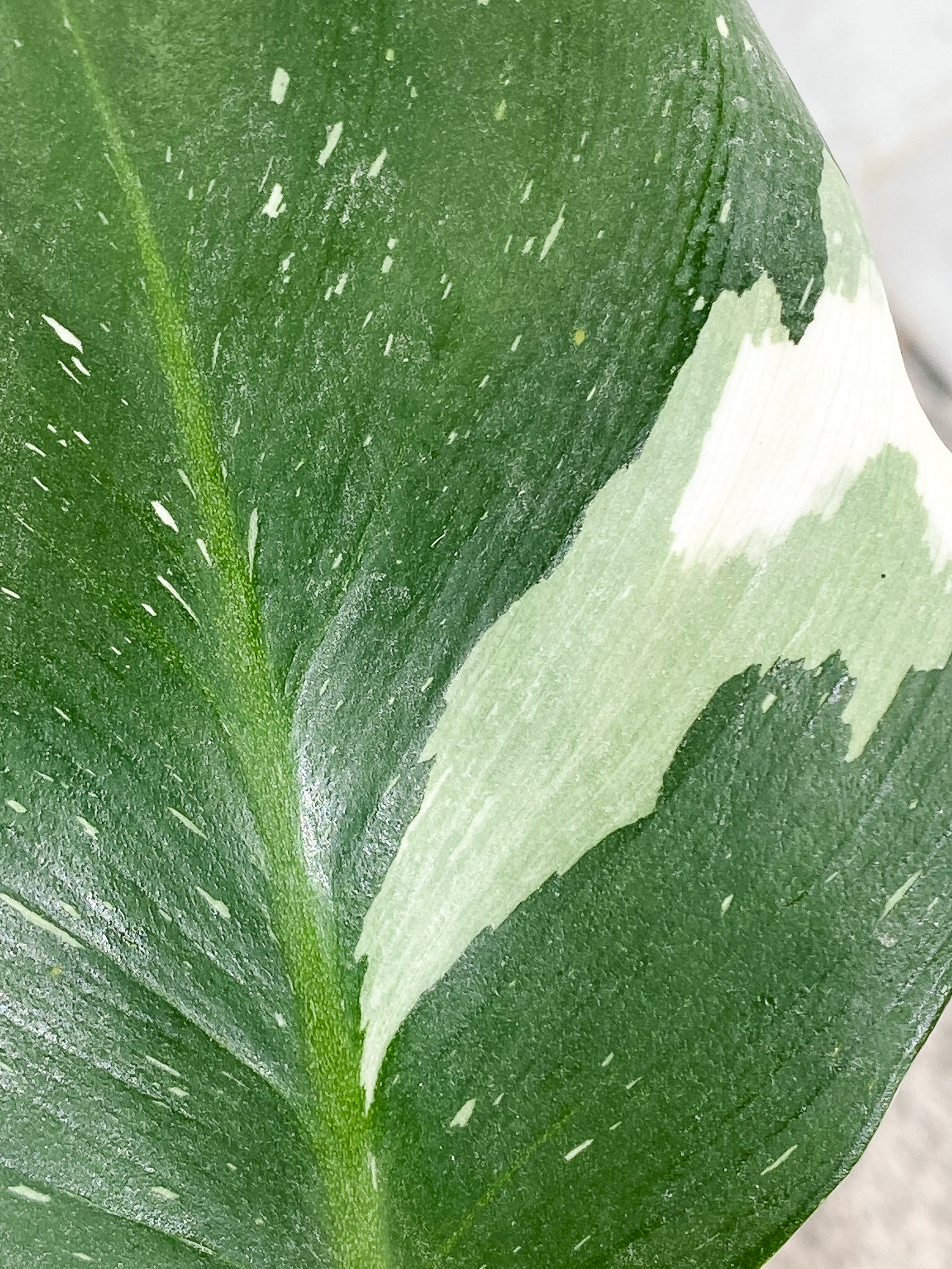 Philodendron White Wizard 1 leaf double node Rooting