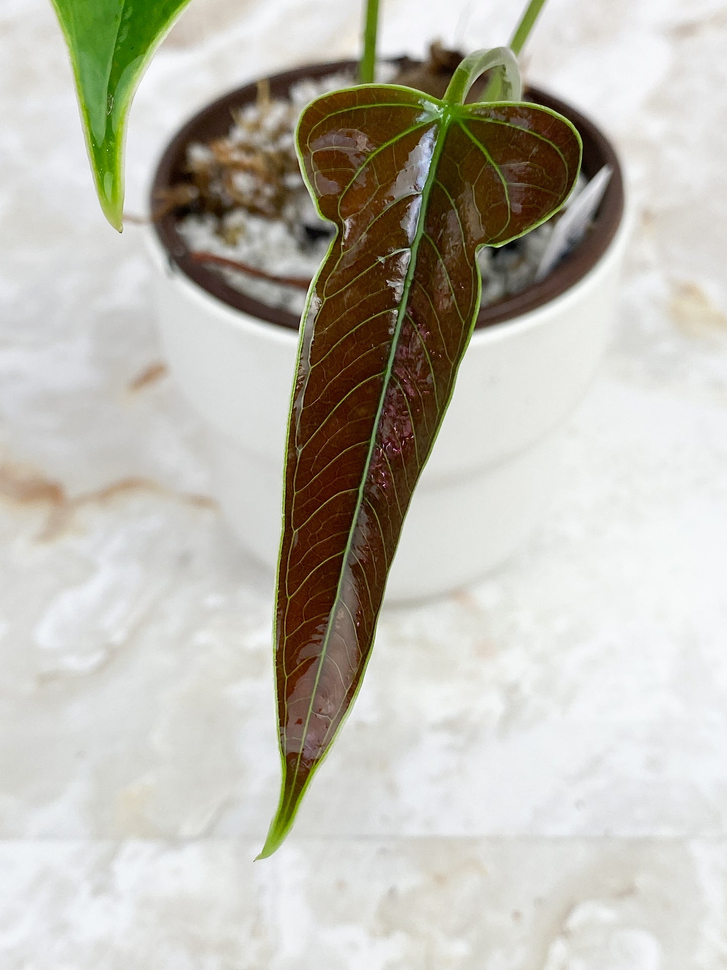 Anthurium furcatum rooted 3 leaves and 1 sprout
