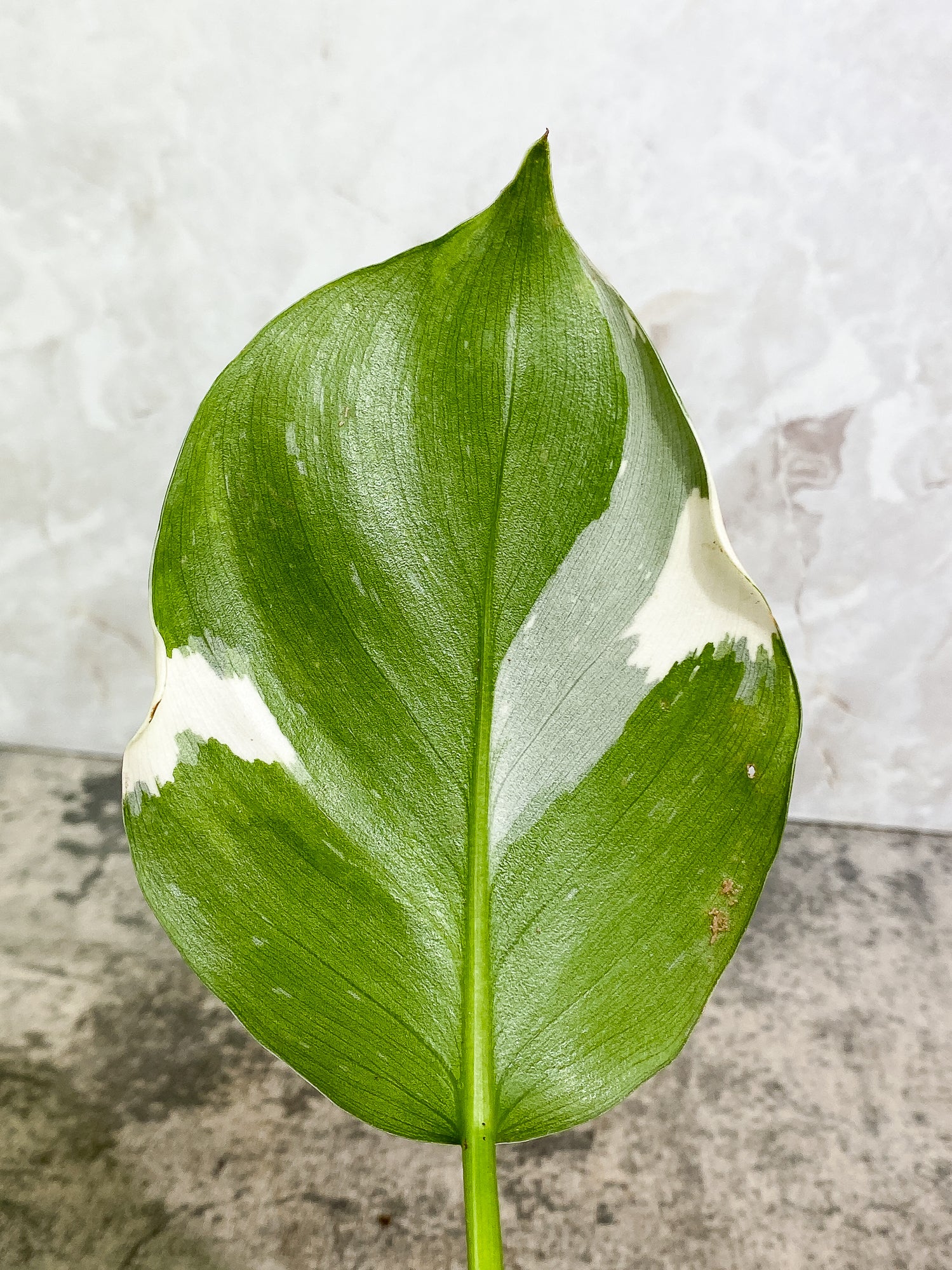 Philodendron White Wizard 1 leaf double node Rooting