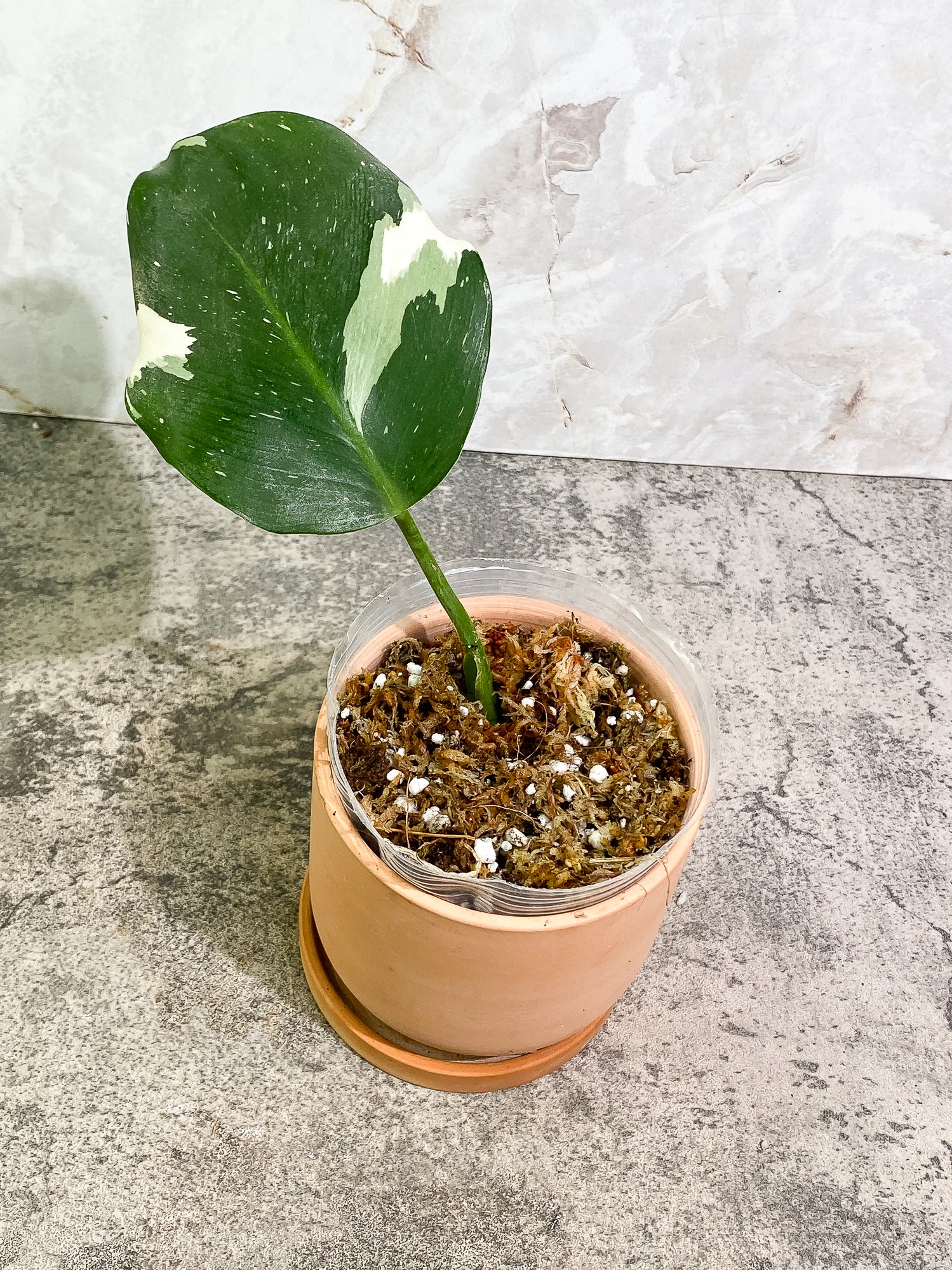 Philodendron White Wizard 1 leaf double node Rooting