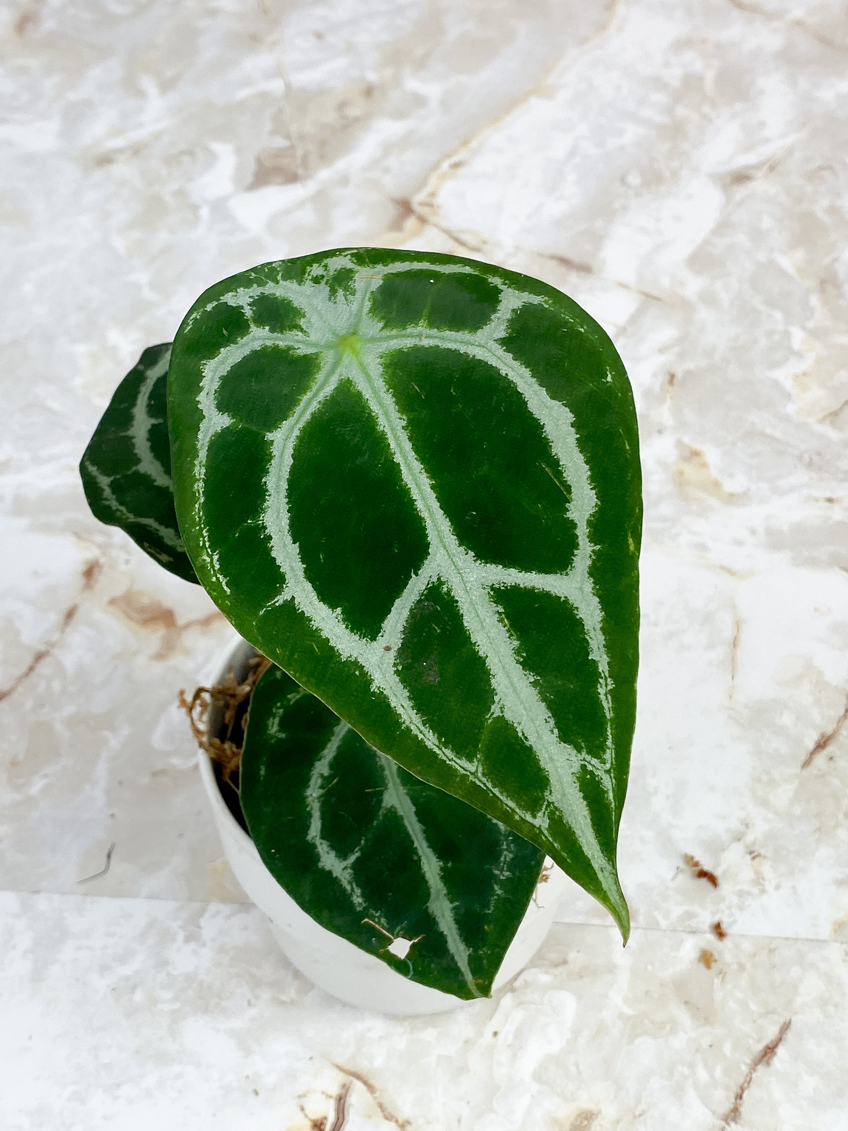 Anthurium Forgetii x Crystallinium Silver Rooted 3 leaves