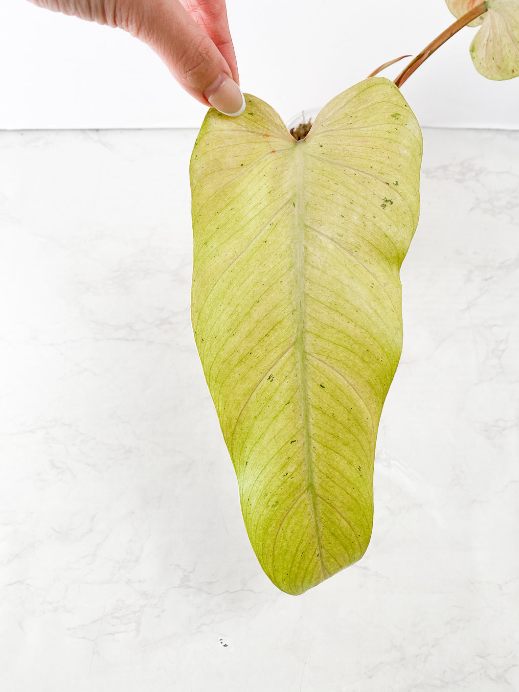 Philodendron Whipple Way Top Cutting Rooting