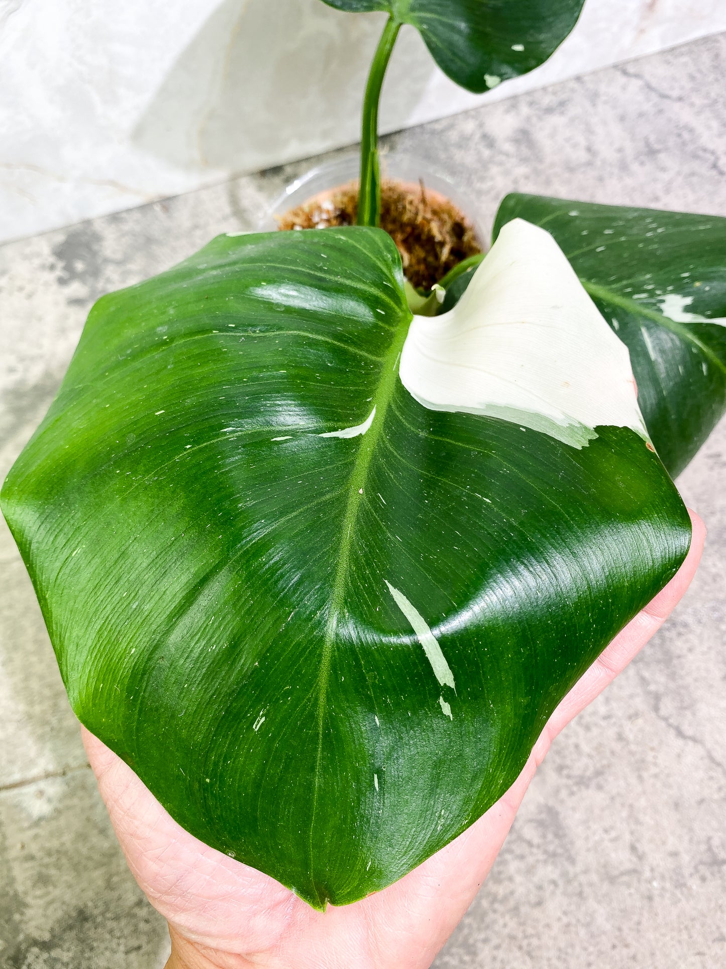 Philodendron White Wizard 3 leaves 1 sprout Slightly Rooted