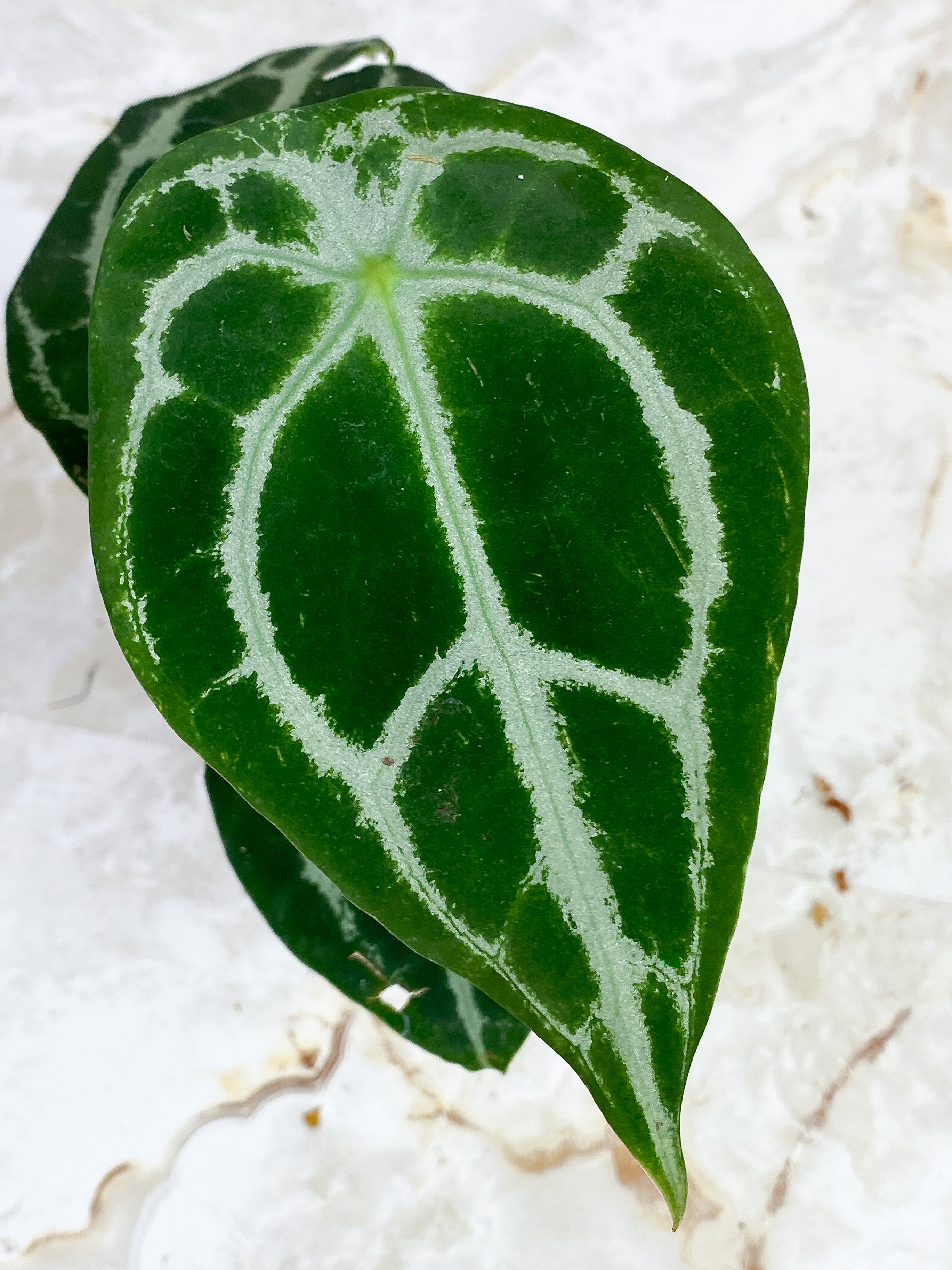 Anthurium Forgetii x Crystallinium Silver Rooted 3 leaves