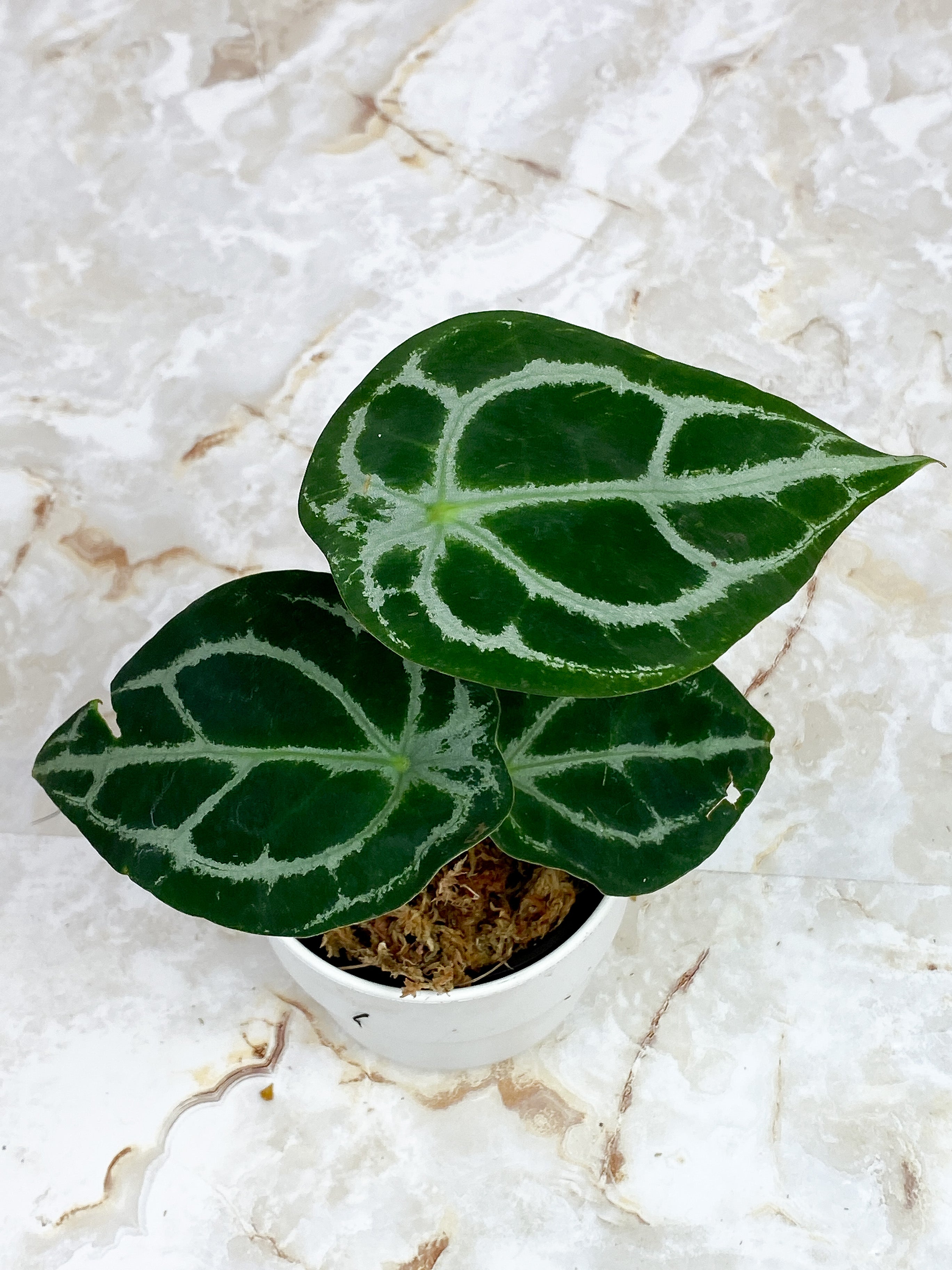 Anthurium Forgetii x Crystallinium Silver Rooted 3 leaves