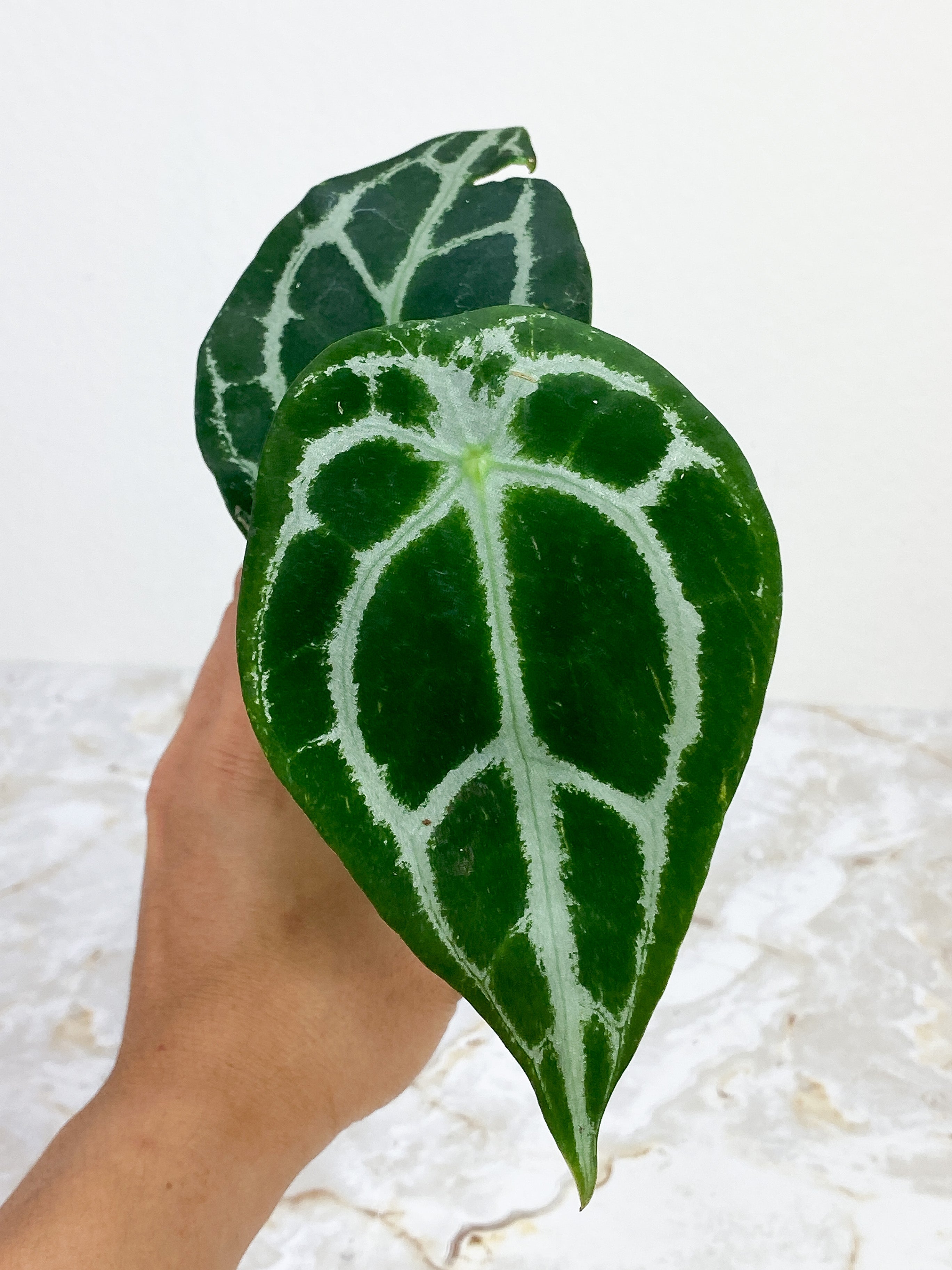 Anthurium Forgetii x Crystallinium Silver Rooted 3 leaves