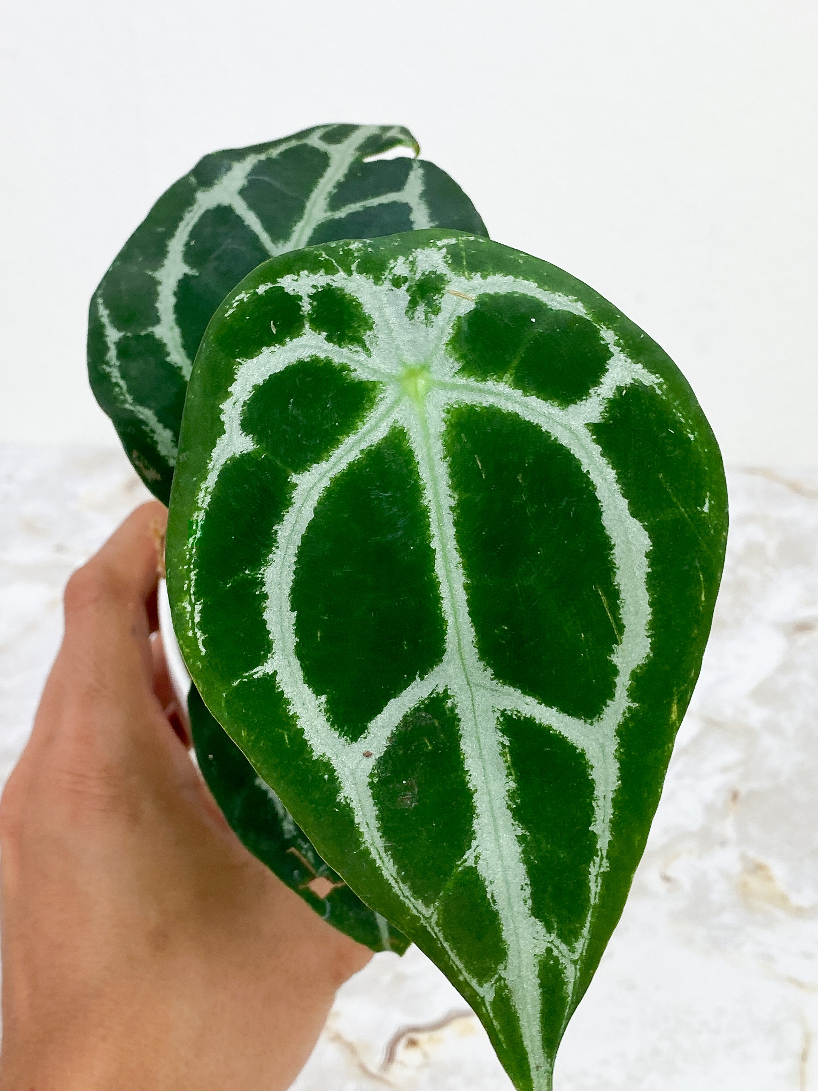 Anthurium Forgetii x Crystallinium Silver Rooted 3 leaves