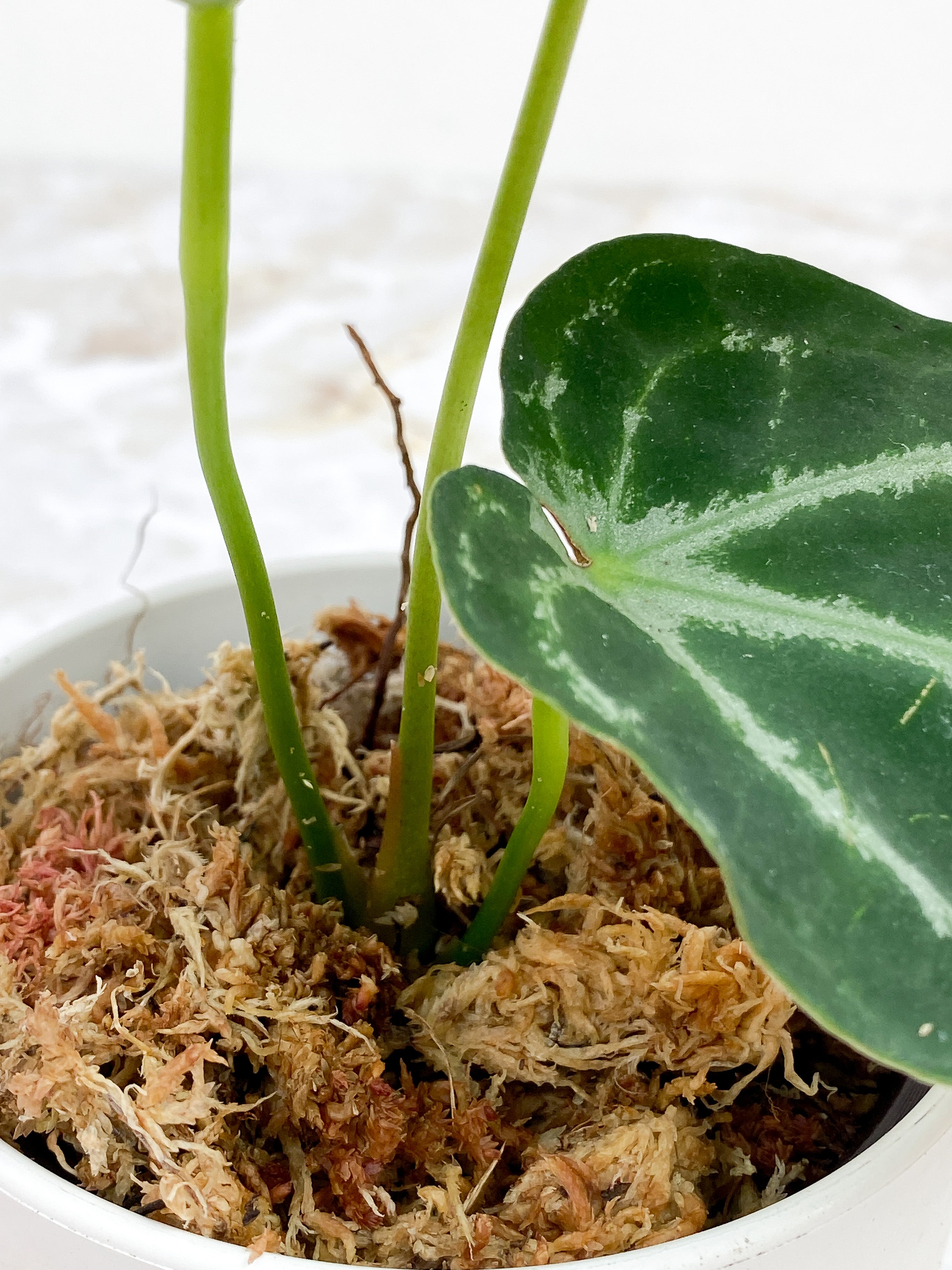 Anthurium Forgetii x Crystallinium Silver Rooted 3 leaves