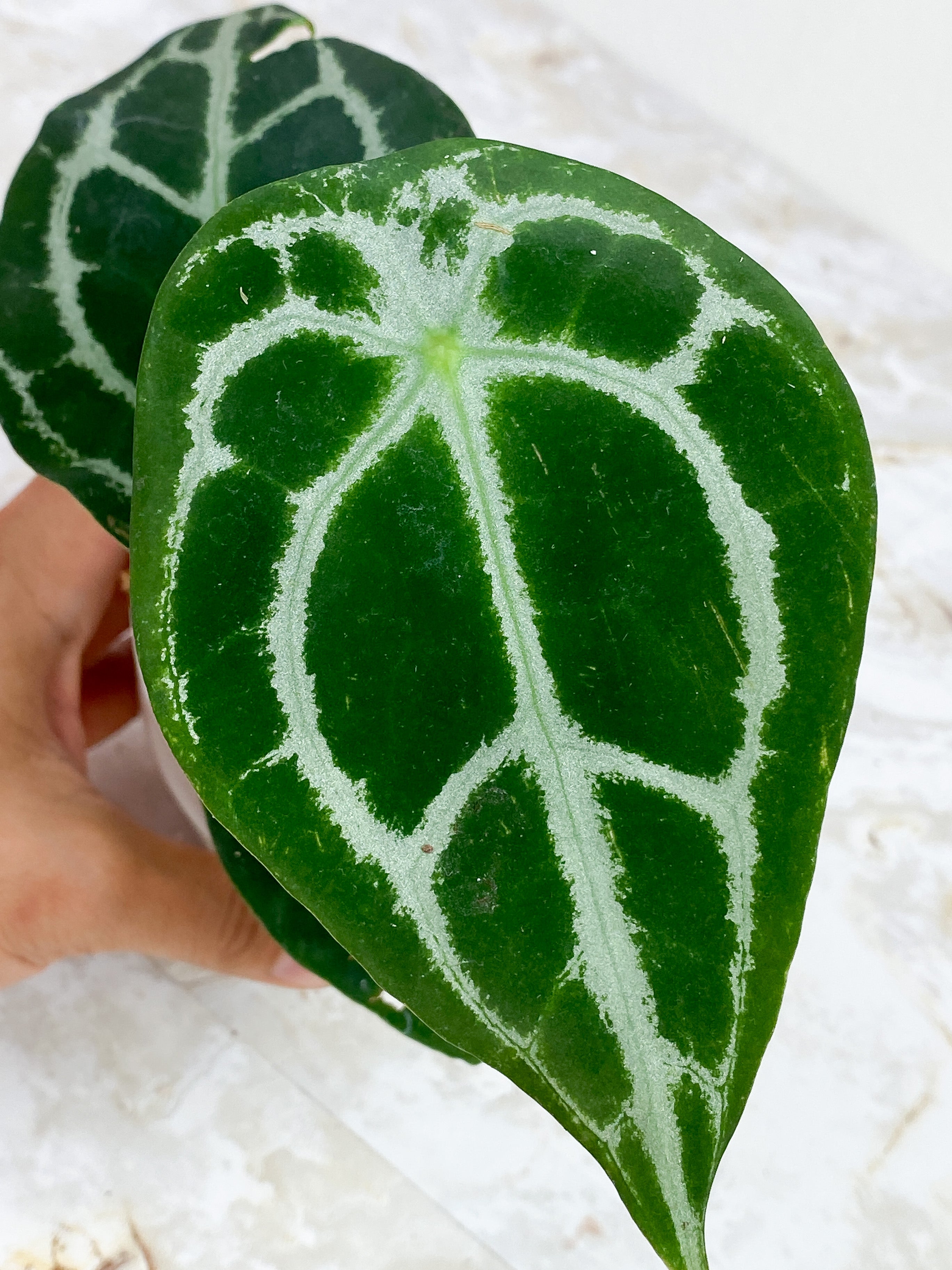 Anthurium Forgetii x Crystallinium Silver Rooted 3 leaves