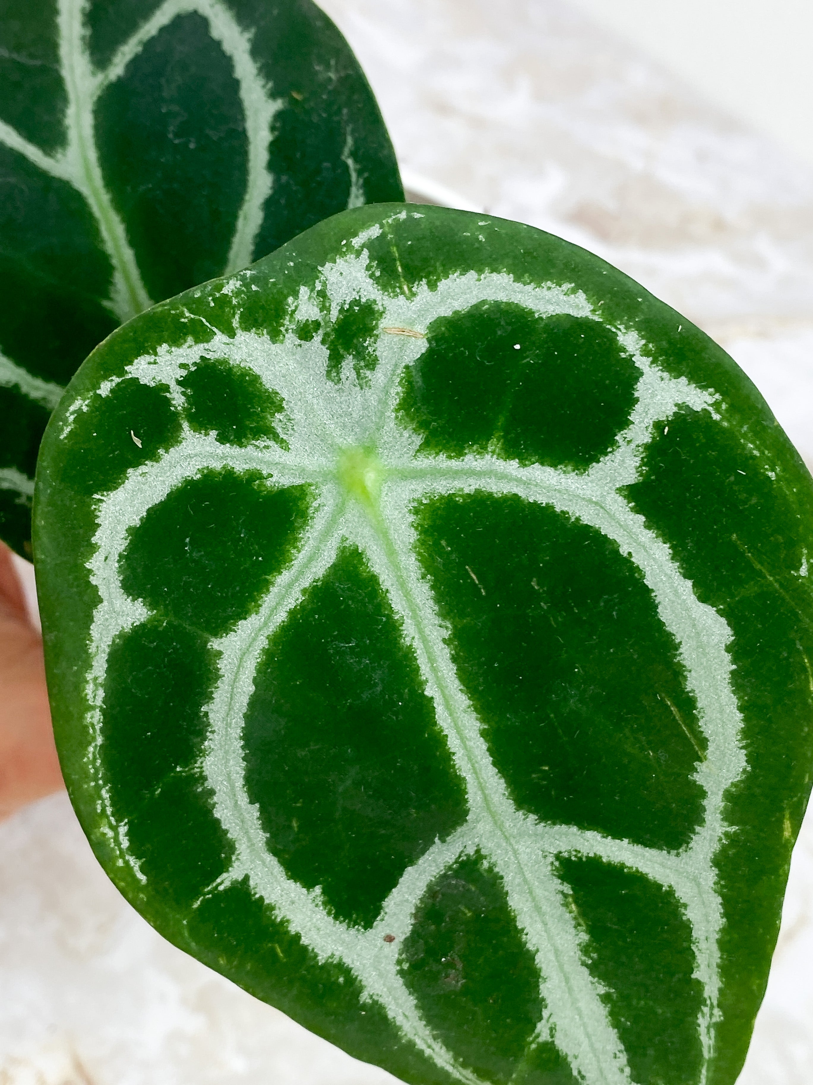 Anthurium Forgetii x Crystallinium Silver Rooted 3 leaves