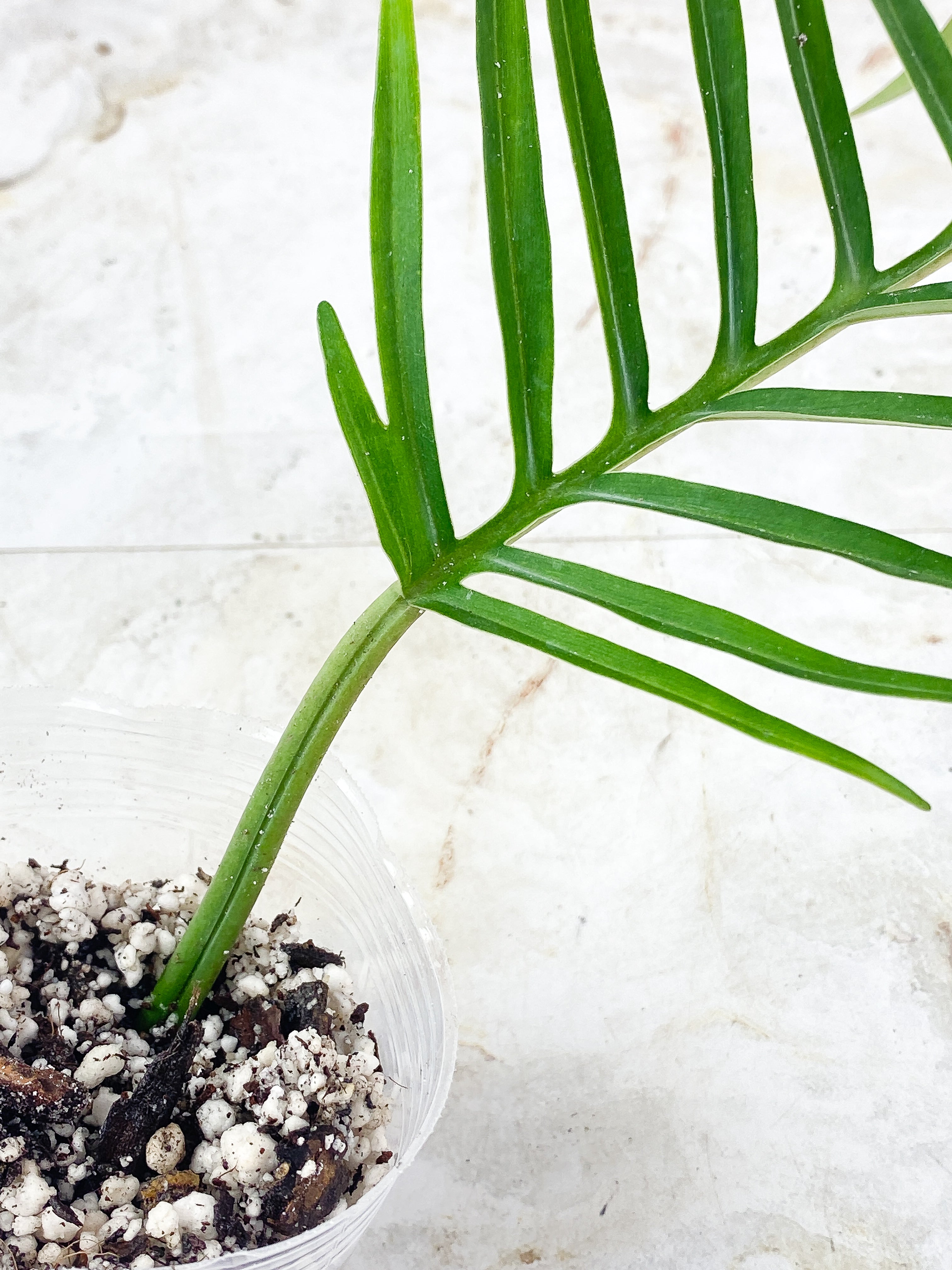 Philodendron Tortum Top cutting 1 leaf Slightly Rooted