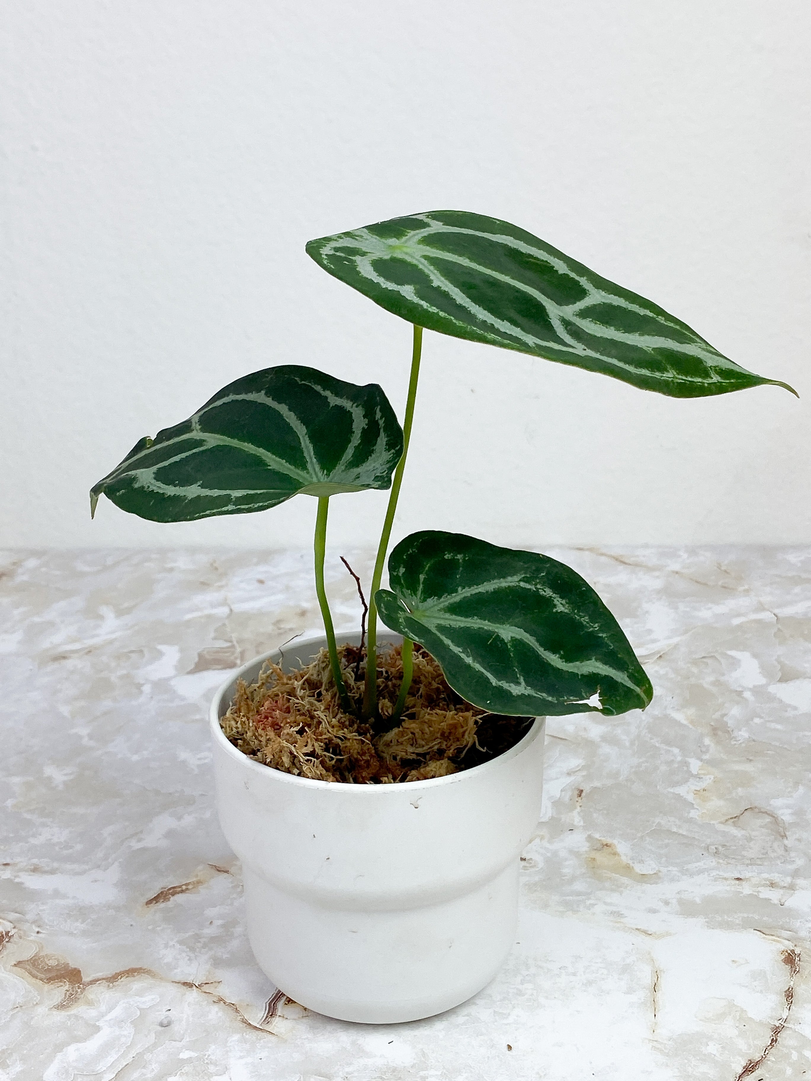 Anthurium Forgetii x Crystallinium Silver Rooted 3 leaves