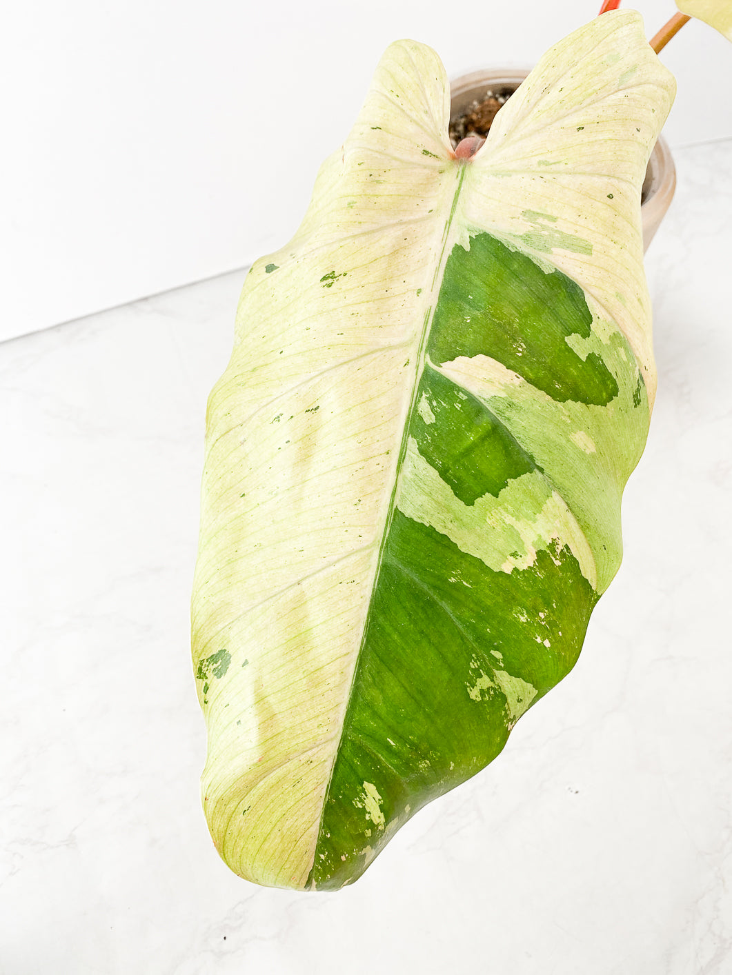 Philodendron Whipple Way 2 leaves 1 sprout top cutting slightly rooted