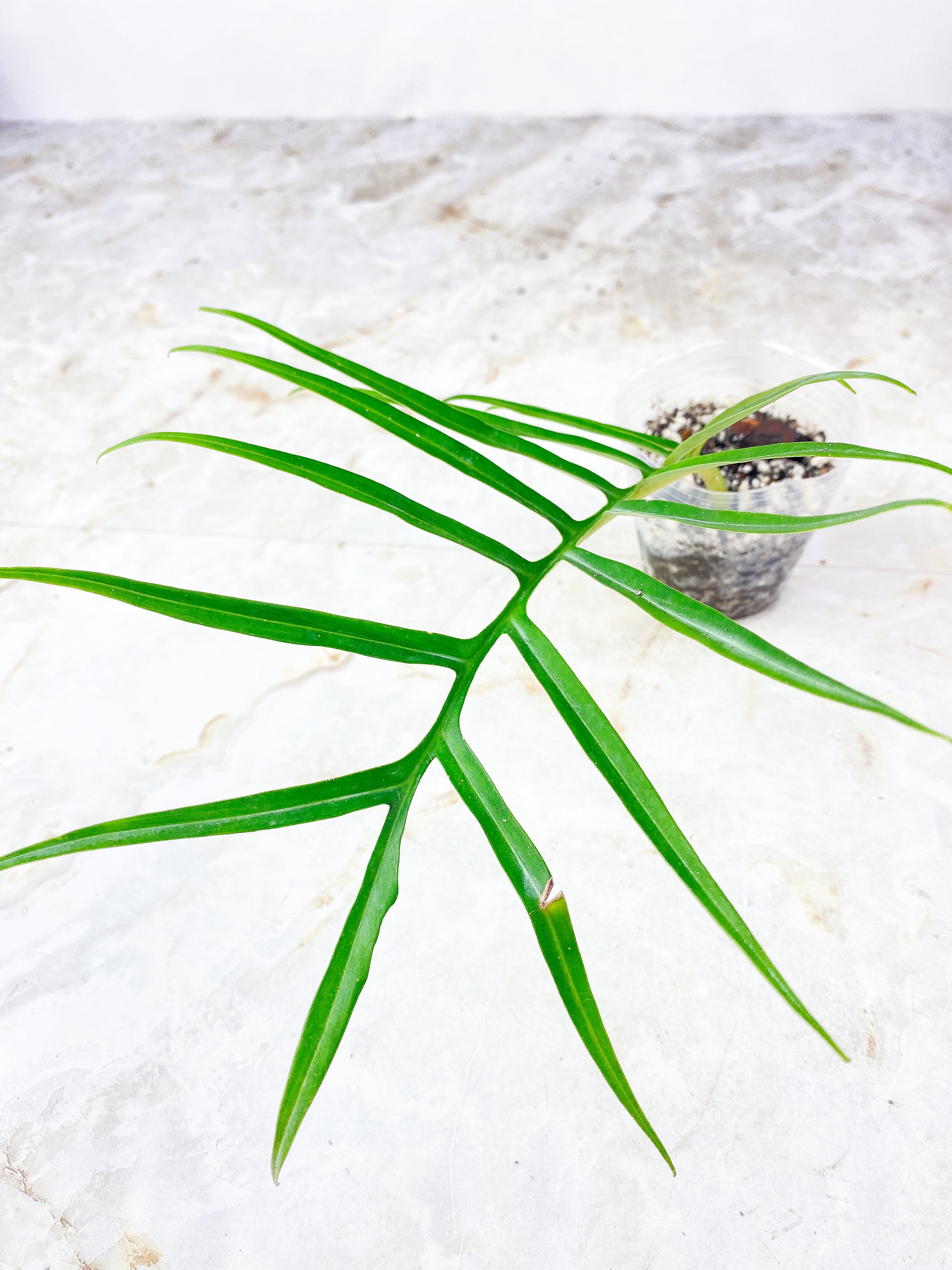 Philodendron Tortum Top cutting 1 leaf Slightly Rooted