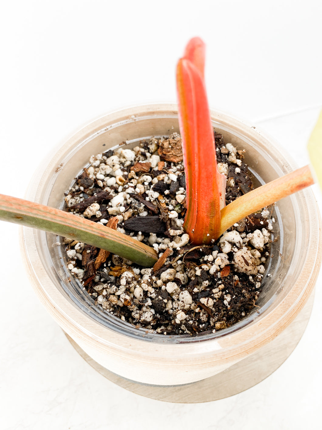 Philodendron Whipple Way 2 leaves 1 sprout top cutting slightly rooted