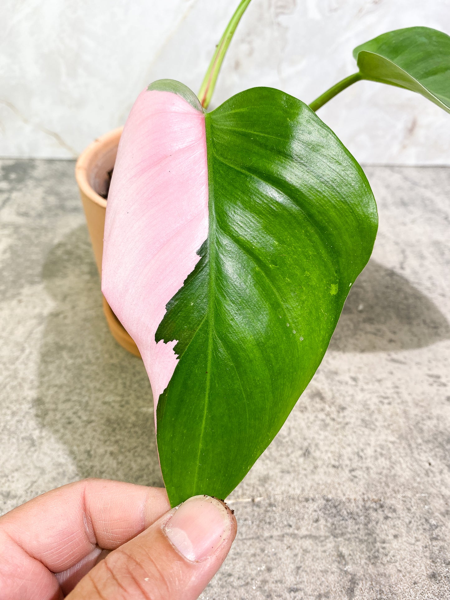 Philodendron white princess tricolor 3 leaves 1 sprout Slightly Rooted