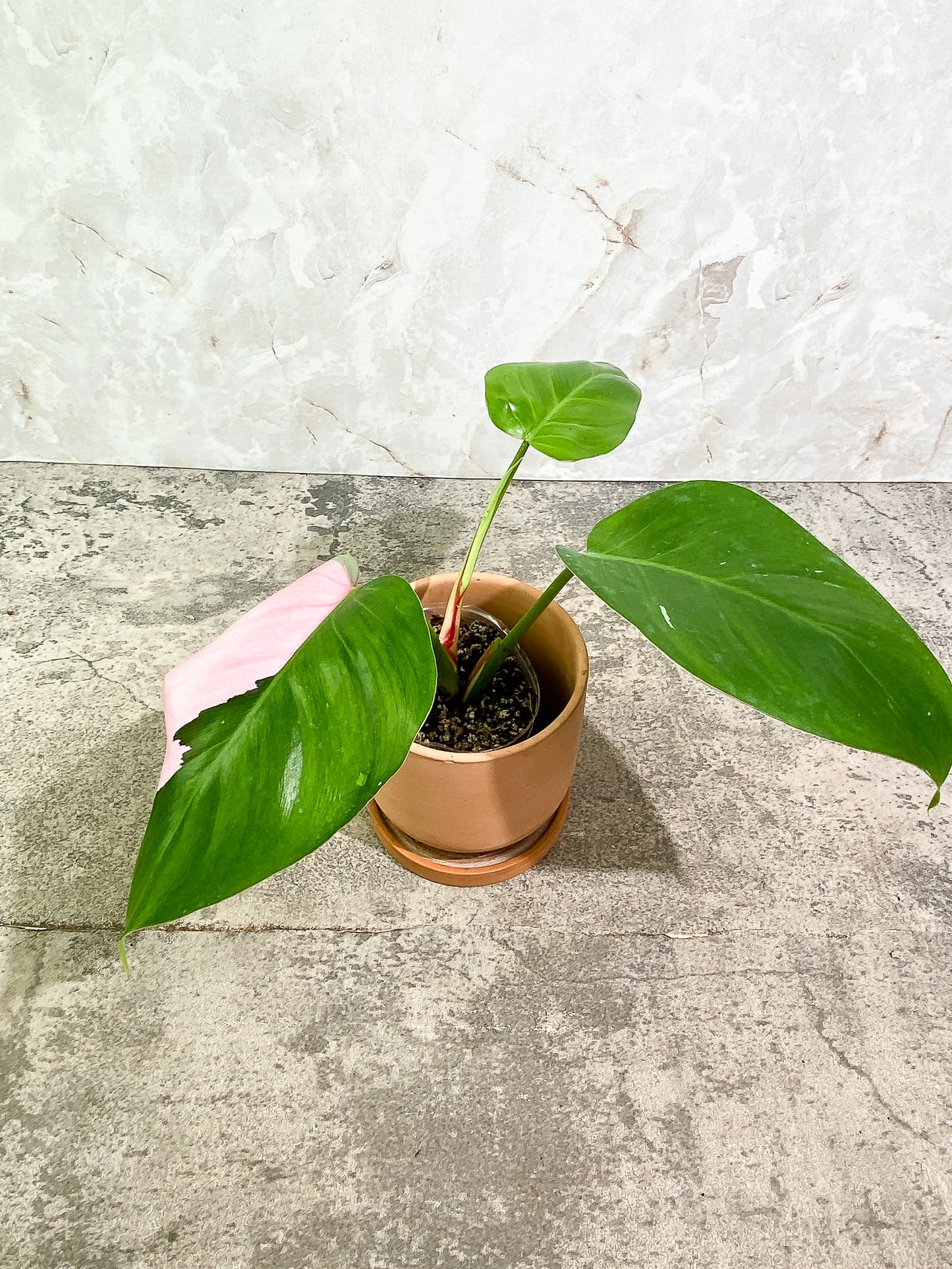 Philodendron white princess tricolor 3 leaves 1 sprout Slightly Rooted
