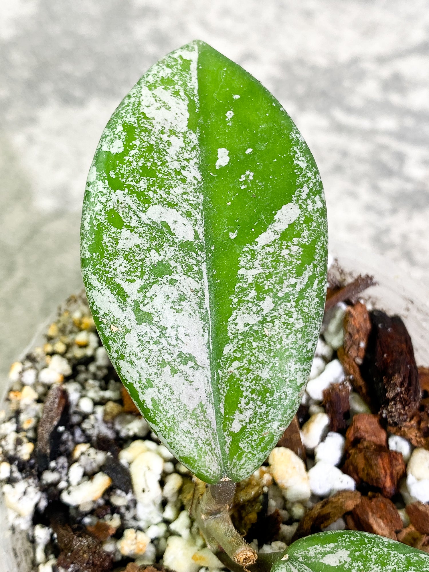 Hoya Carnosa Wilbur graves Russian 2 leaves Rooted – Leafy