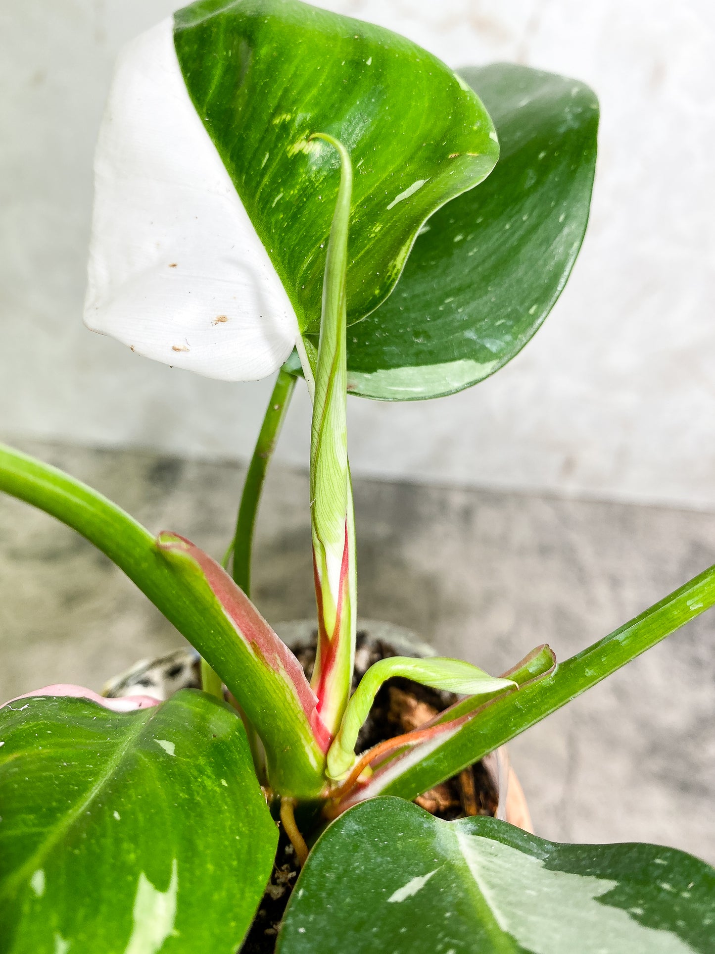 Philodendron white princess tricolor full plant Rooted