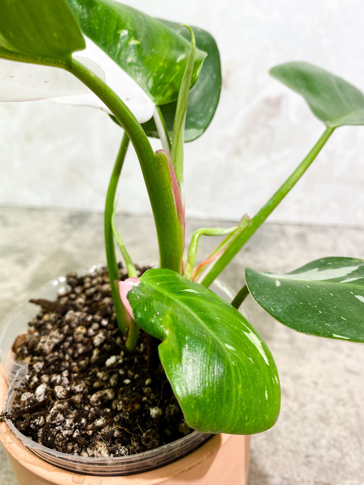 Philodendron white princess tricolor full plant Rooted
