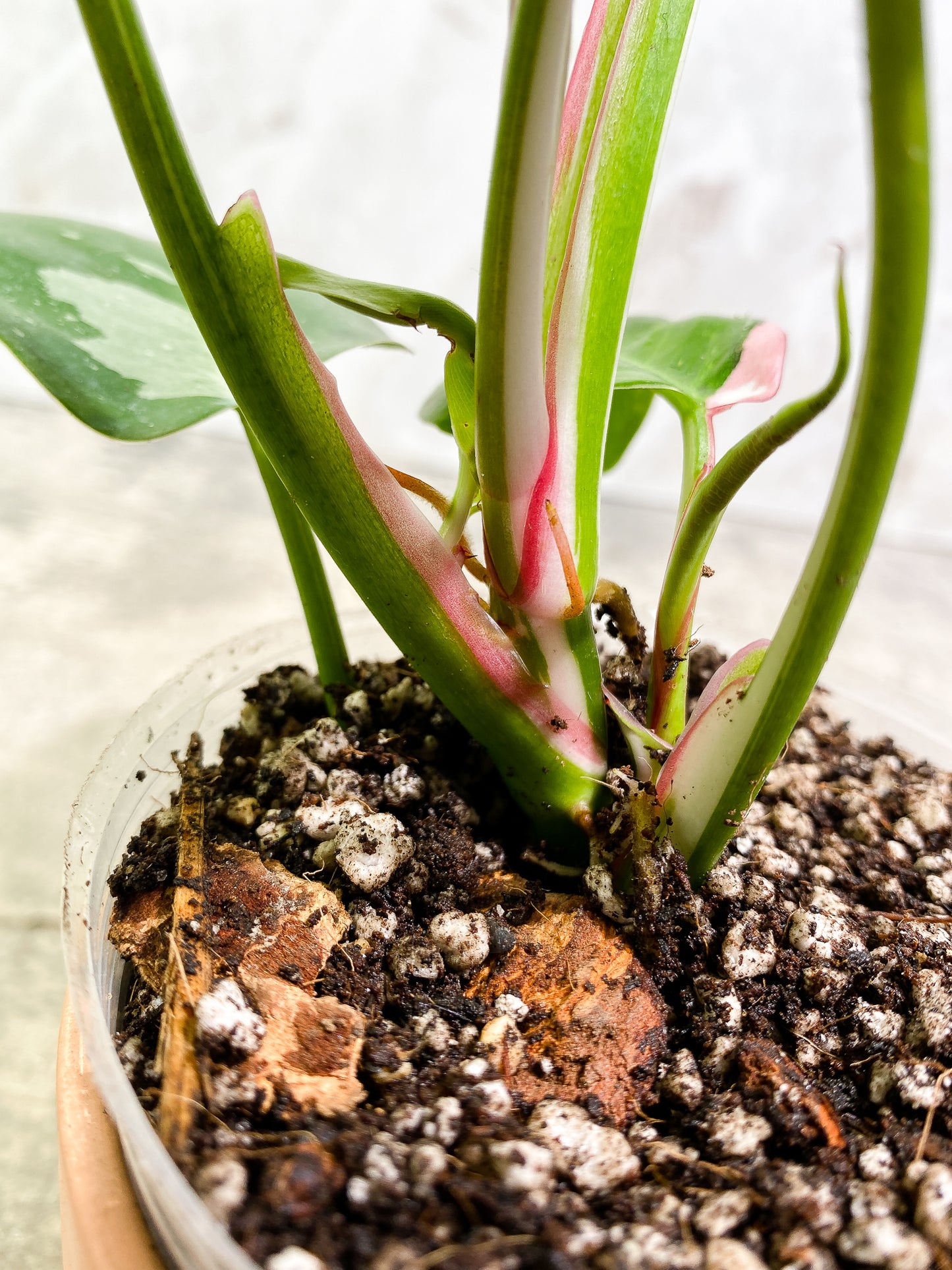 Philodendron white princess tricolor full plant Rooted