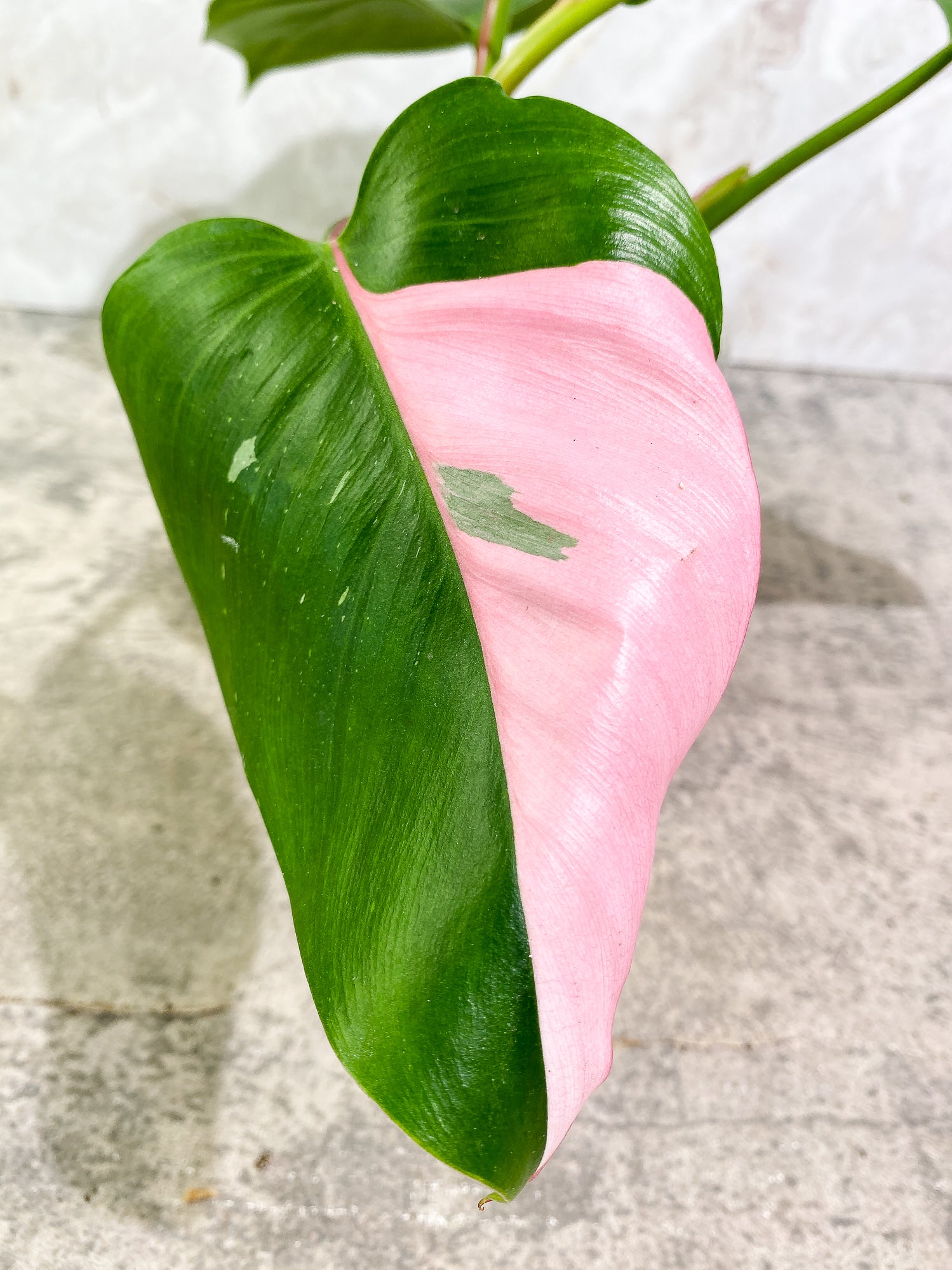 Philodendron white princess tricolor 4 leaves 1 sprout Slightly Rooted