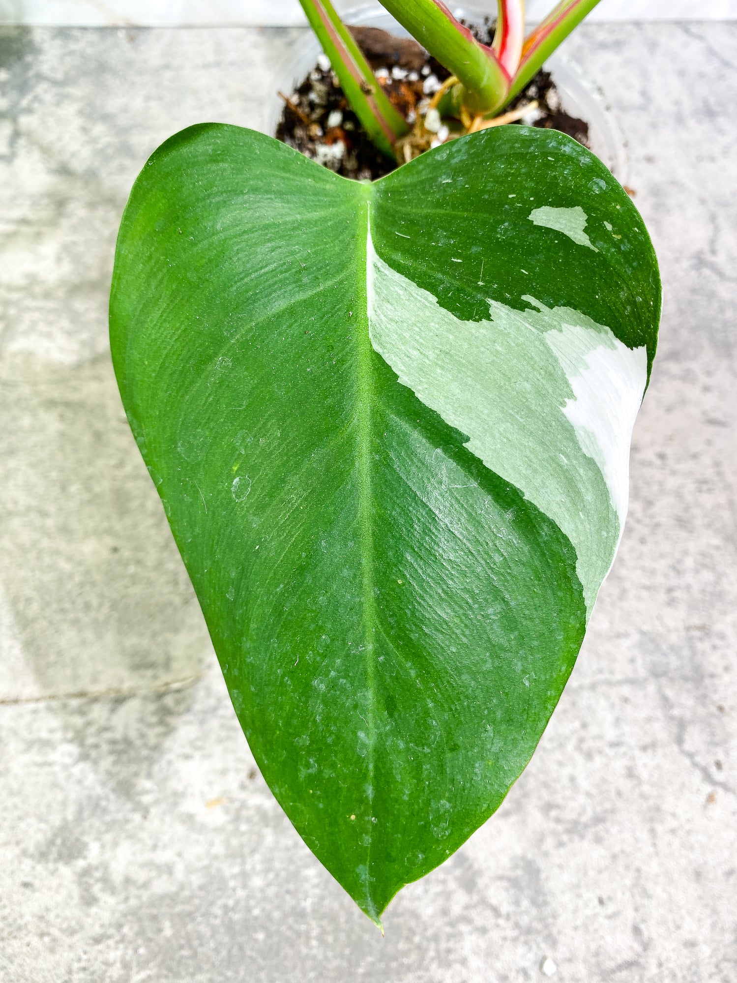 Philodendron white princess tricolor 4 leaves 1 sprout Slightly Rooted