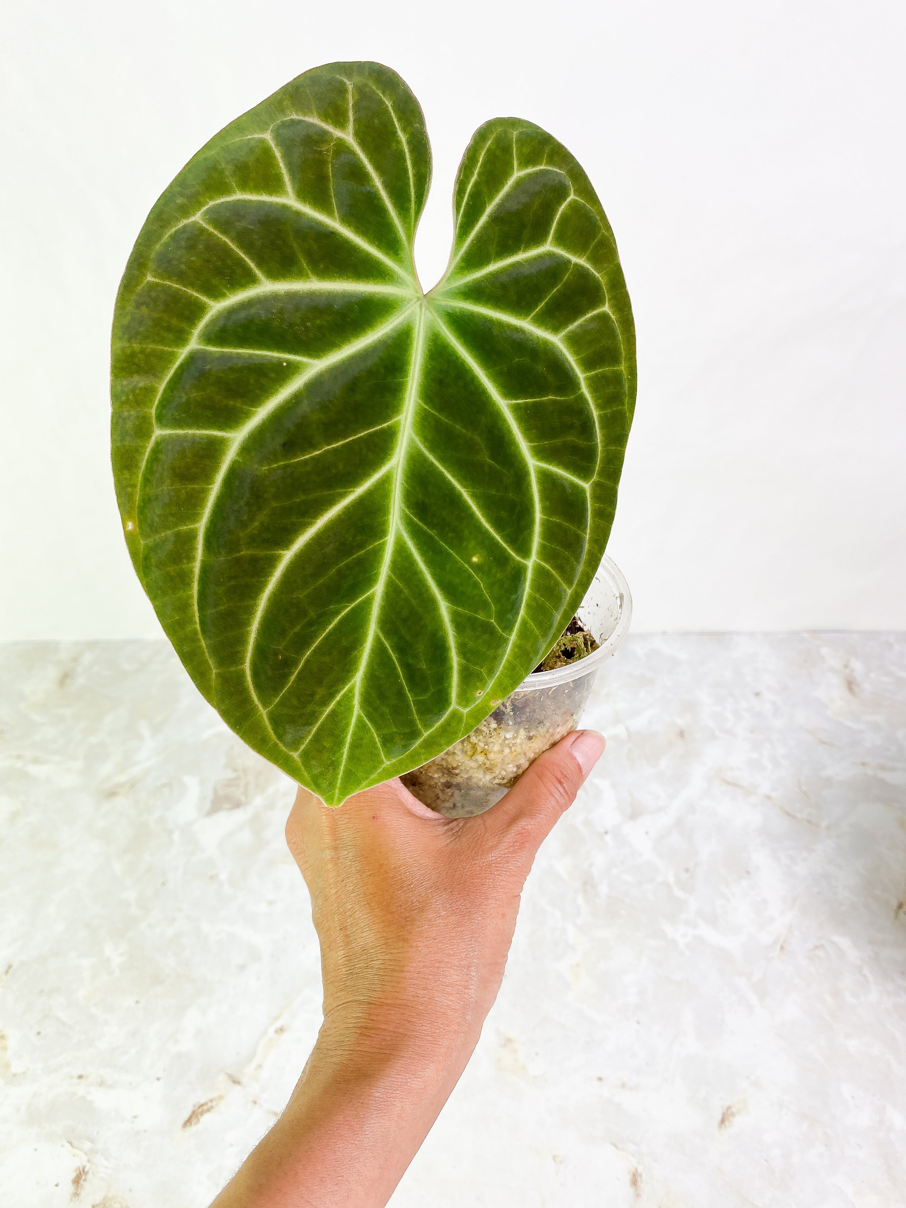 Anthurium cf besseae 1 leaf Slightly Rooted