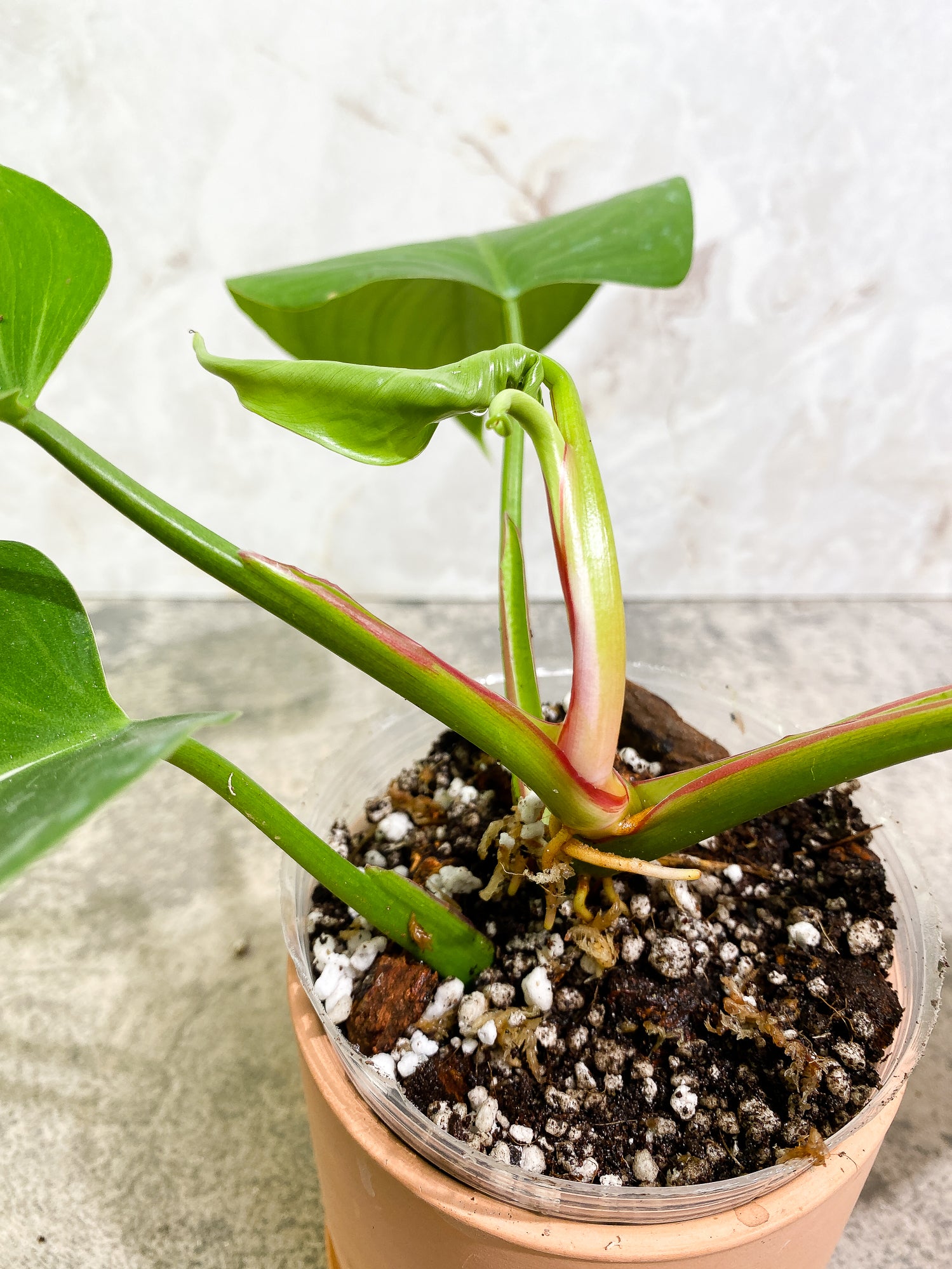 Philodendron white princess tricolor 4 leaves 1 sprout Slightly Rooted