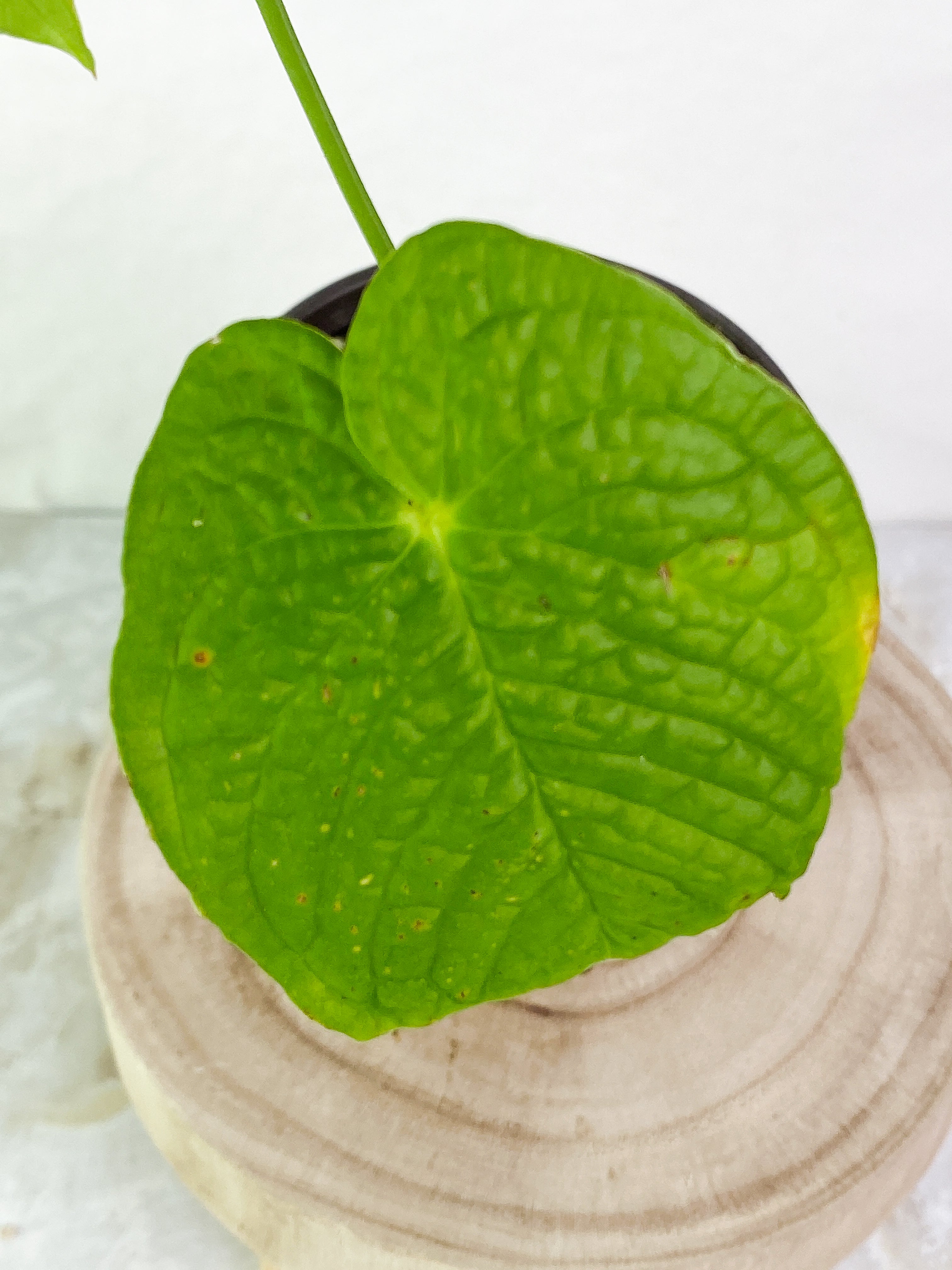 Anthurium Rugulosum 2 leaves & 1 sprout