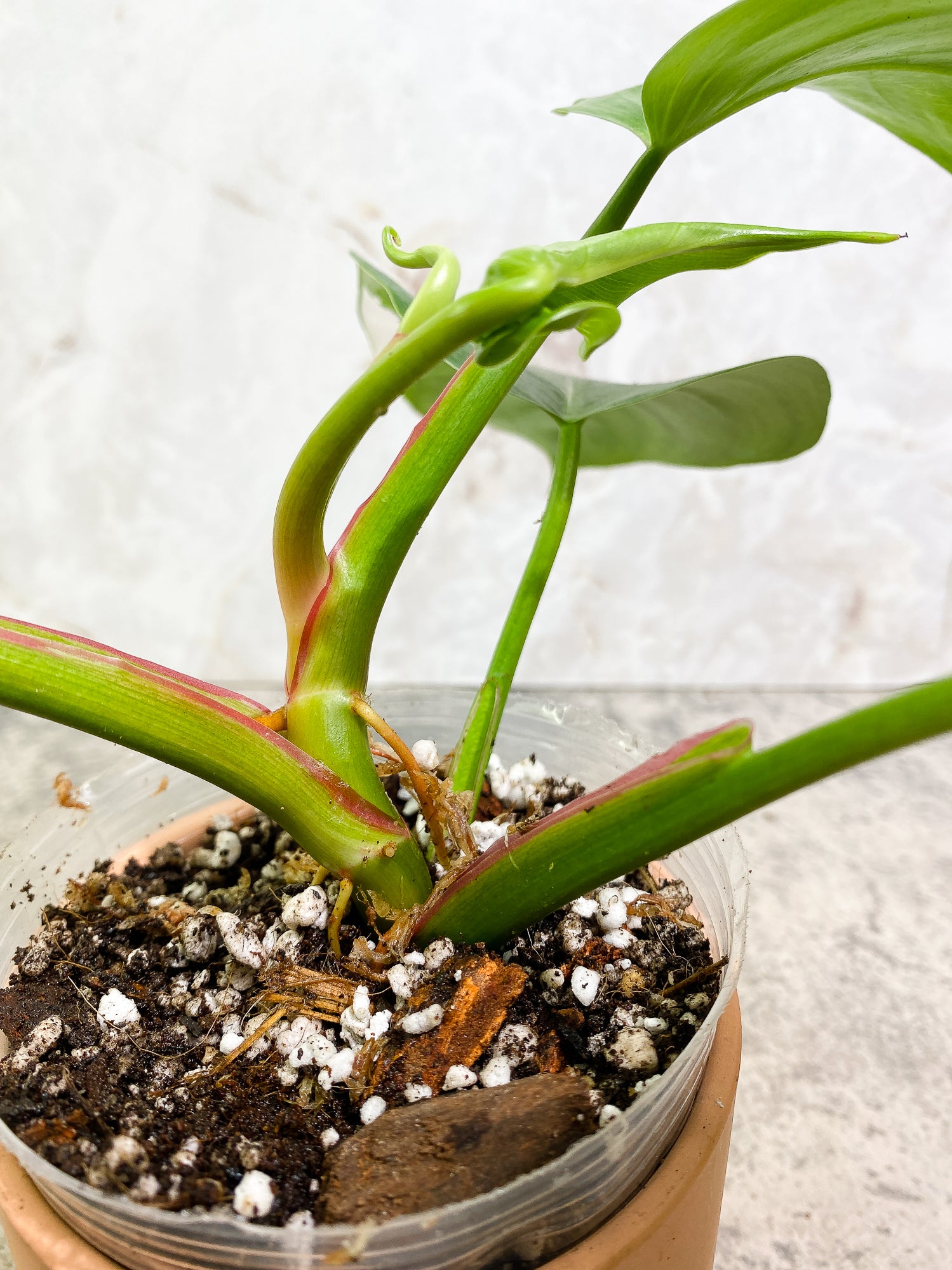 Philodendron white princess tricolor 4 leaves 1 sprout Slightly Rooted