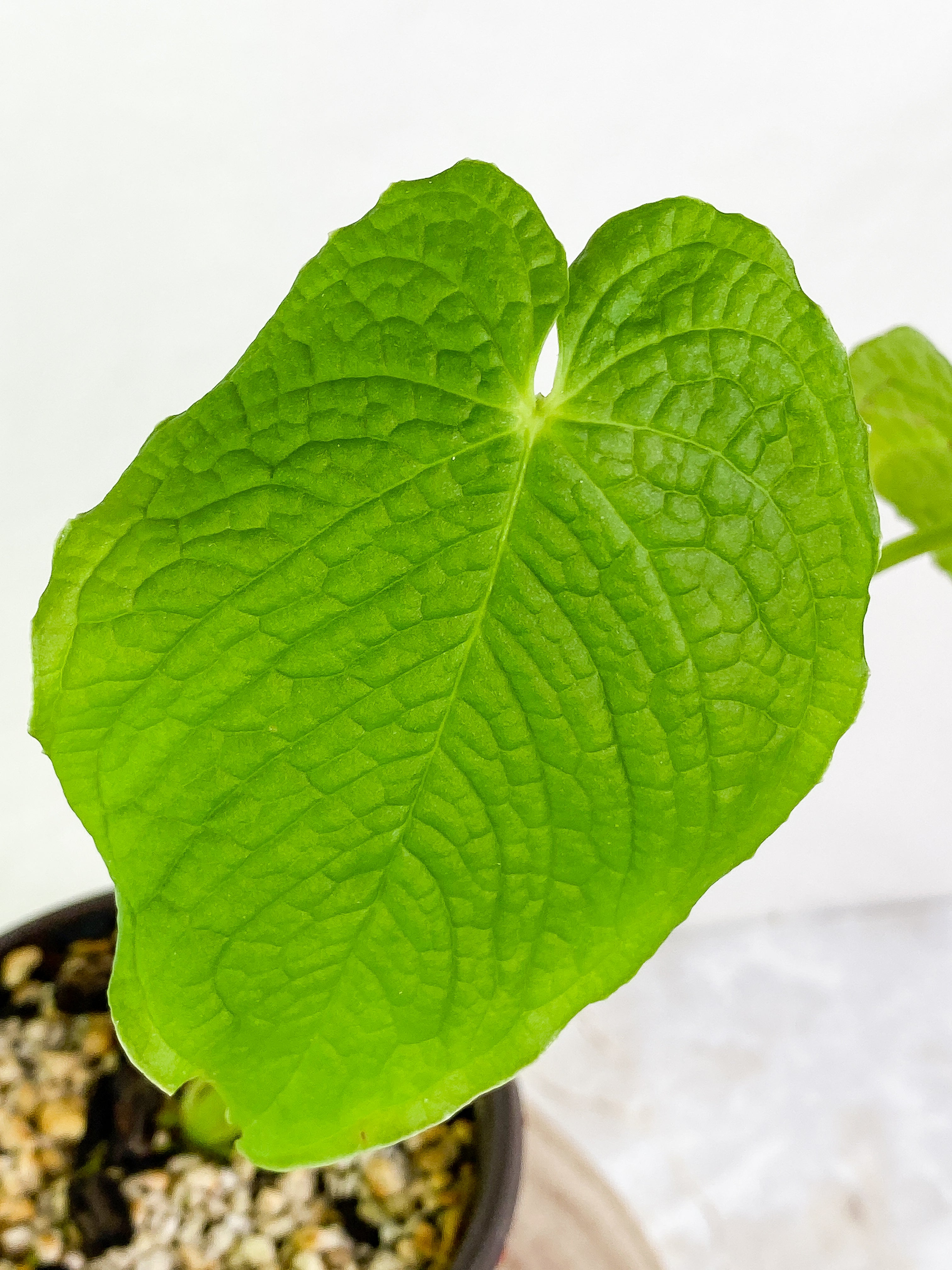 Anthurium Rugulosum 2 leaves & 1 sprout