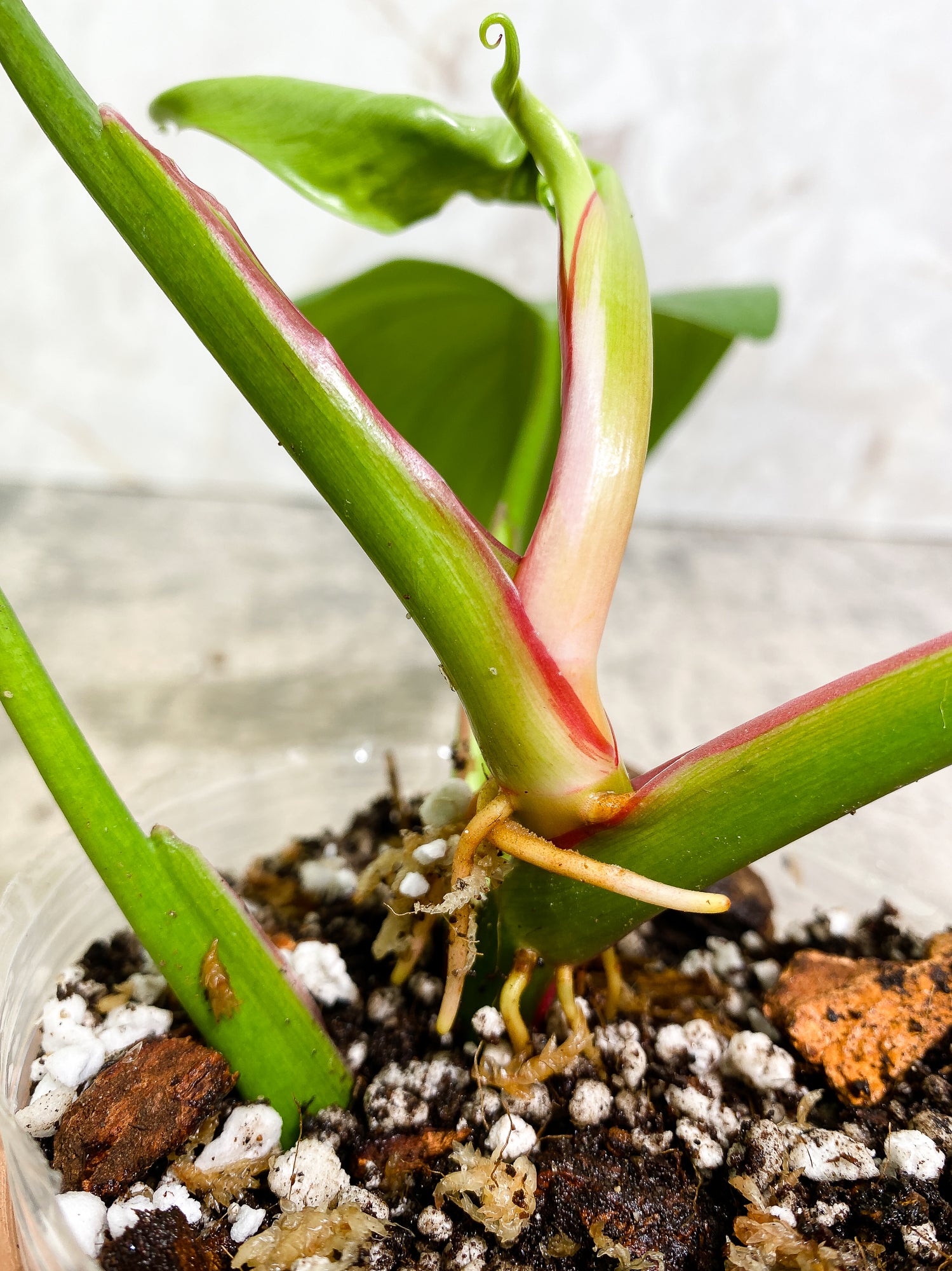 Philodendron white princess tricolor 4 leaves 1 sprout Slightly Rooted