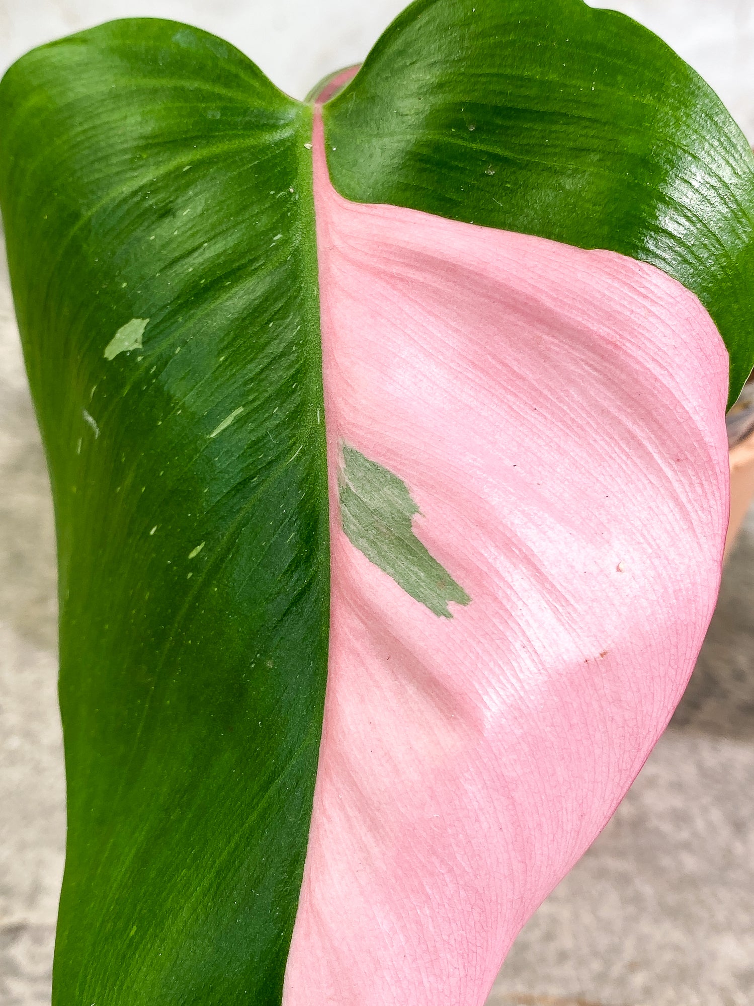 Philodendron white princess tricolor 4 leaves 1 sprout Slightly Rooted